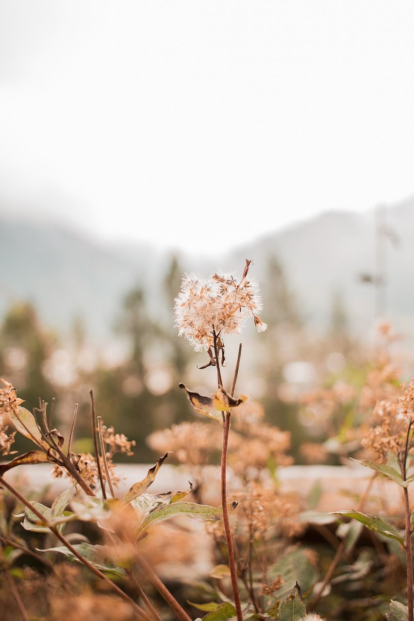 Wildblumen, Wiese, Berge, Nebel, Beige, HD, Hintergrundbild fürs Handy