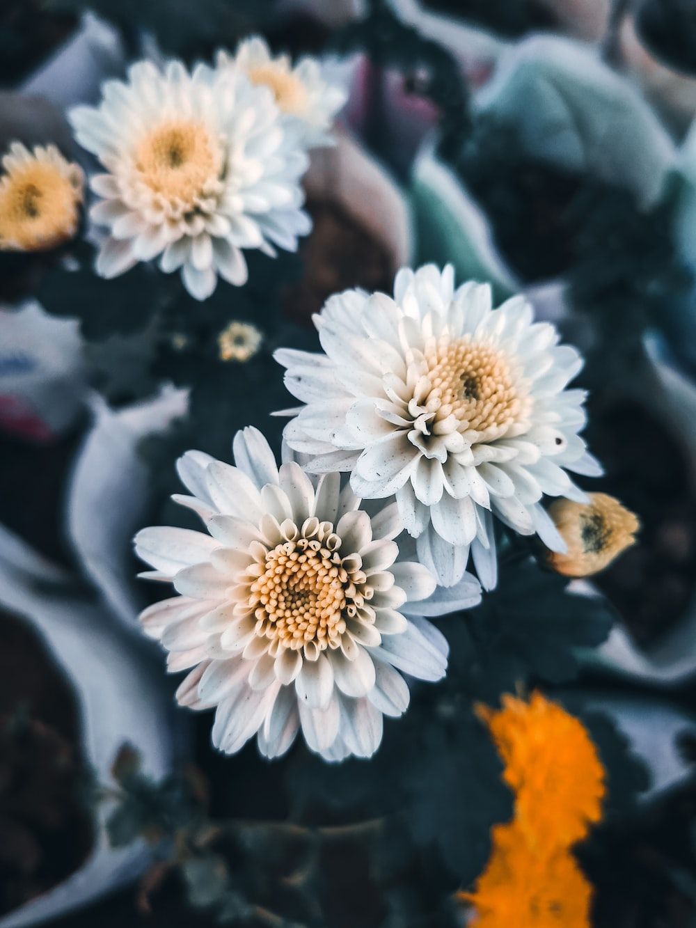 Chrysanthemen, Weiße Blüten, Dunkelgrün, Nahaufnahme, Hintergrundbild für iPad und Tablet
