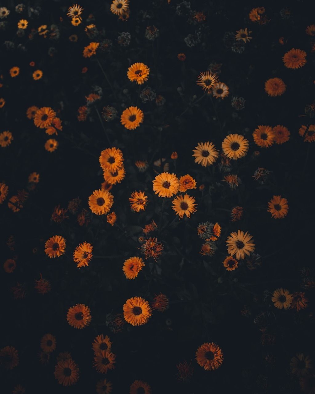 Orange Blumen, Dunkel, Wildblumen, Muster, Nacht, HD, Hintergrundbild fürs Tablet