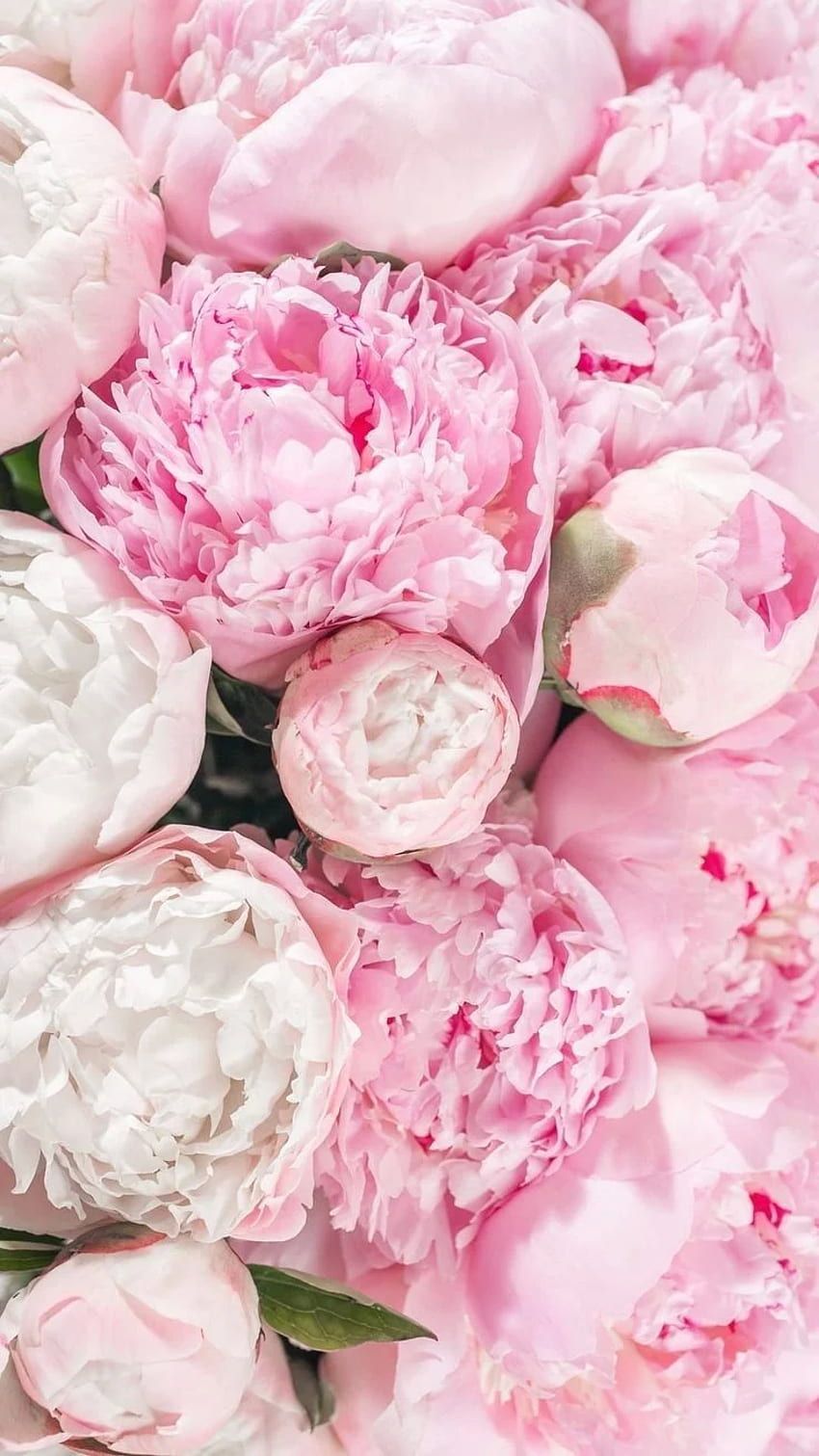 Pfingstrosen, Rosa, Weiß, Blumenmeer, HD, Handy-Hintergrund im Hochformat