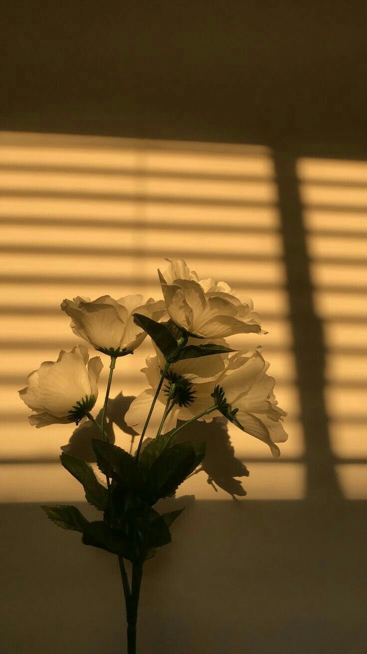 Blumen, Schattenspiel, Jalousie, Goldene Stunde, Stillleben, HD, Handy-Hintergrund