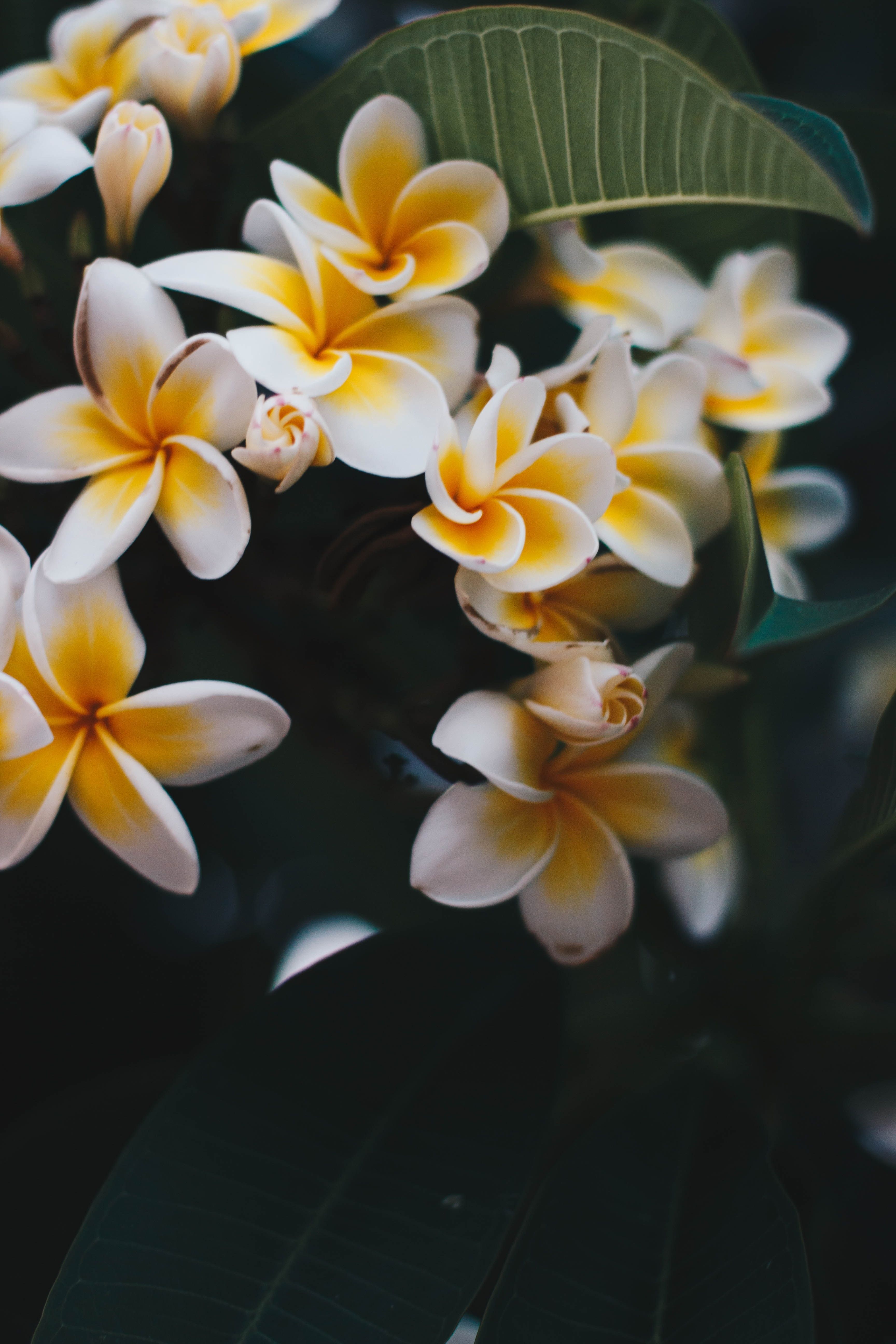 Frangipani, Plumeria, Gelb-Weiß, Tropisch, QHD+, Sperrbildschirm fürs iPhone