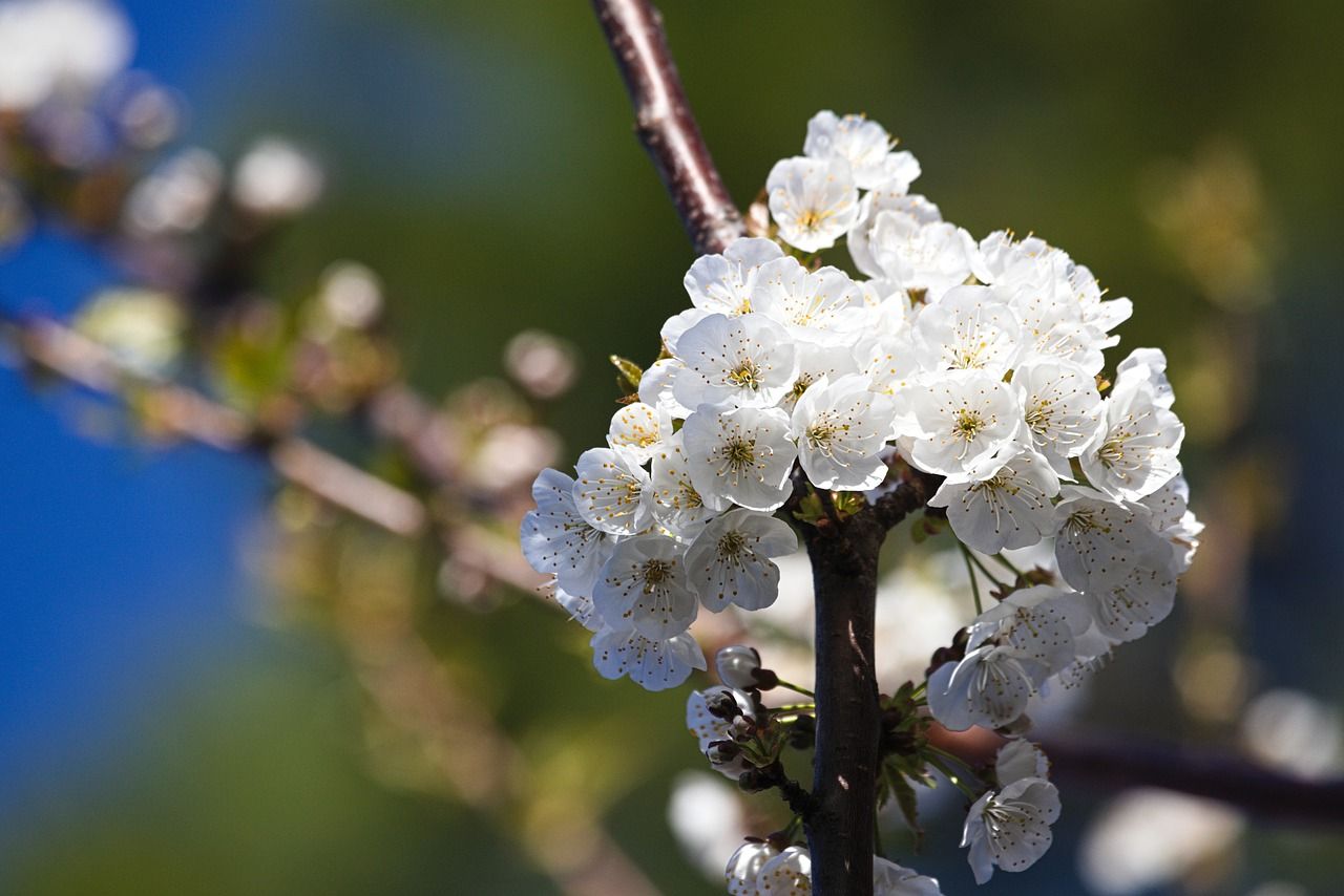 Kirschblüten, Weiße Blüten, Zweig, Bokeh, HD, Hintergrundbild für den PC