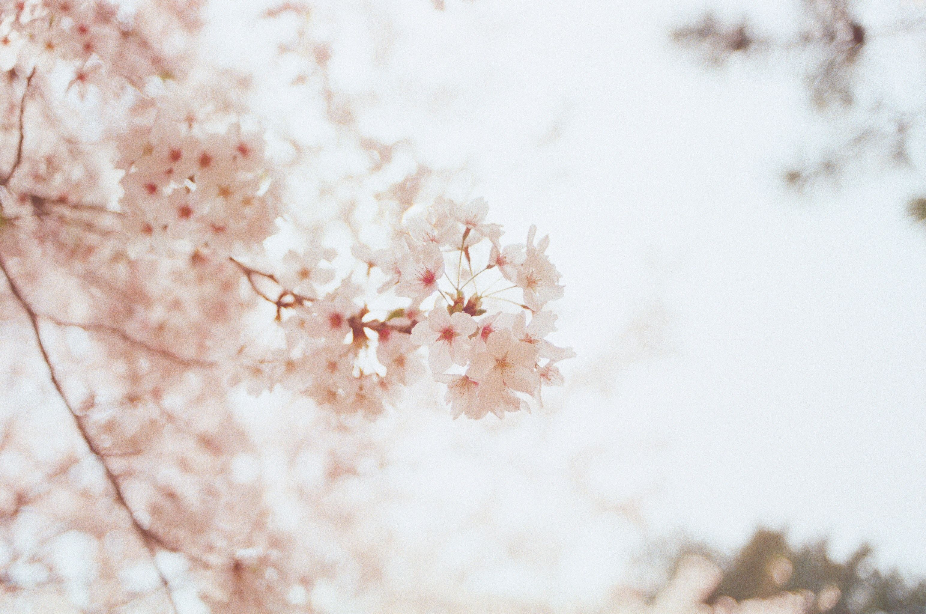 Kirschblüten, Zartrosa, Frühling, Weich, 2K, Desktop-Hintergrund für Windows