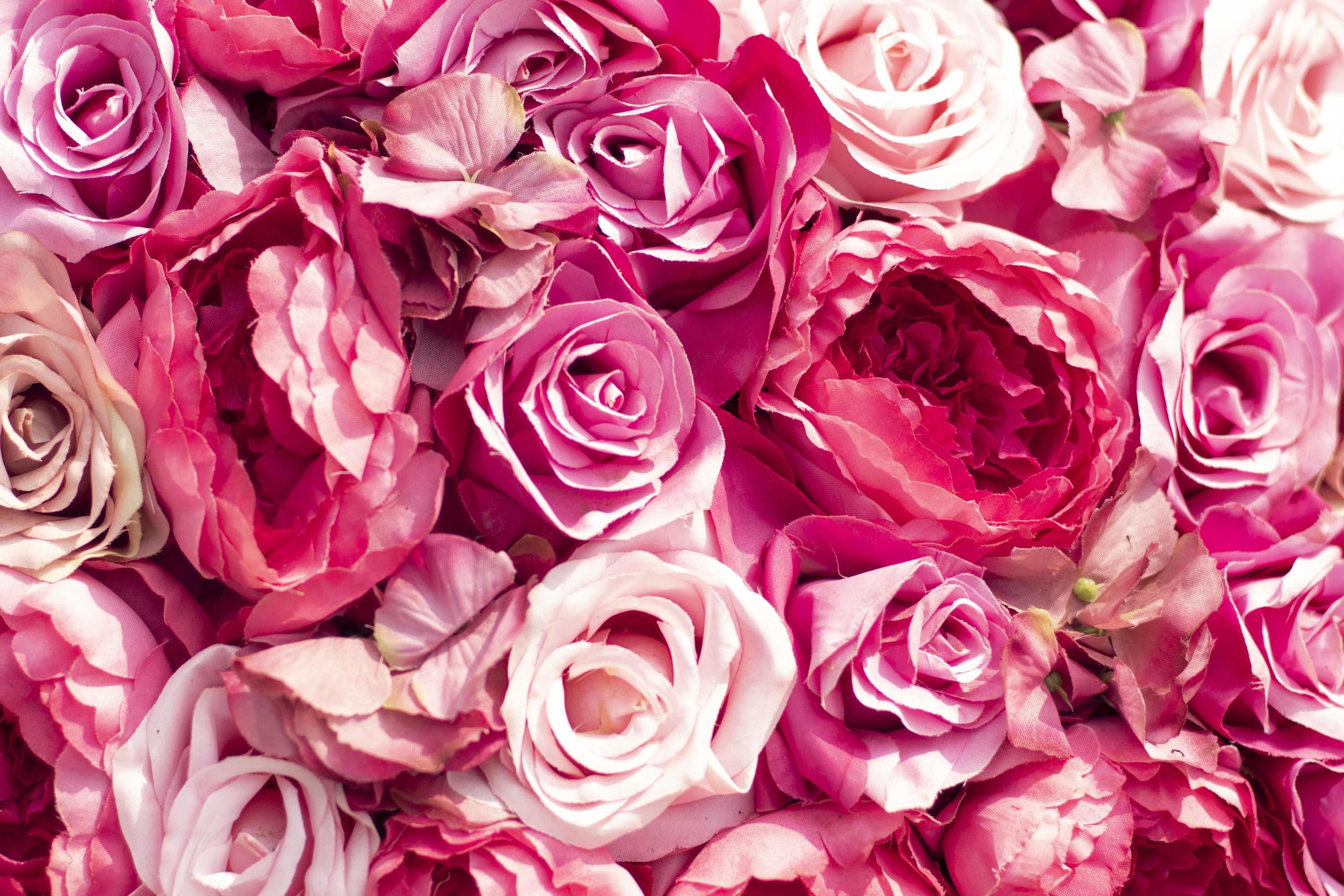 Rosen, Pink, Pfingstrosen, Blumenwand, 2K, Hintergrundbild für den PC