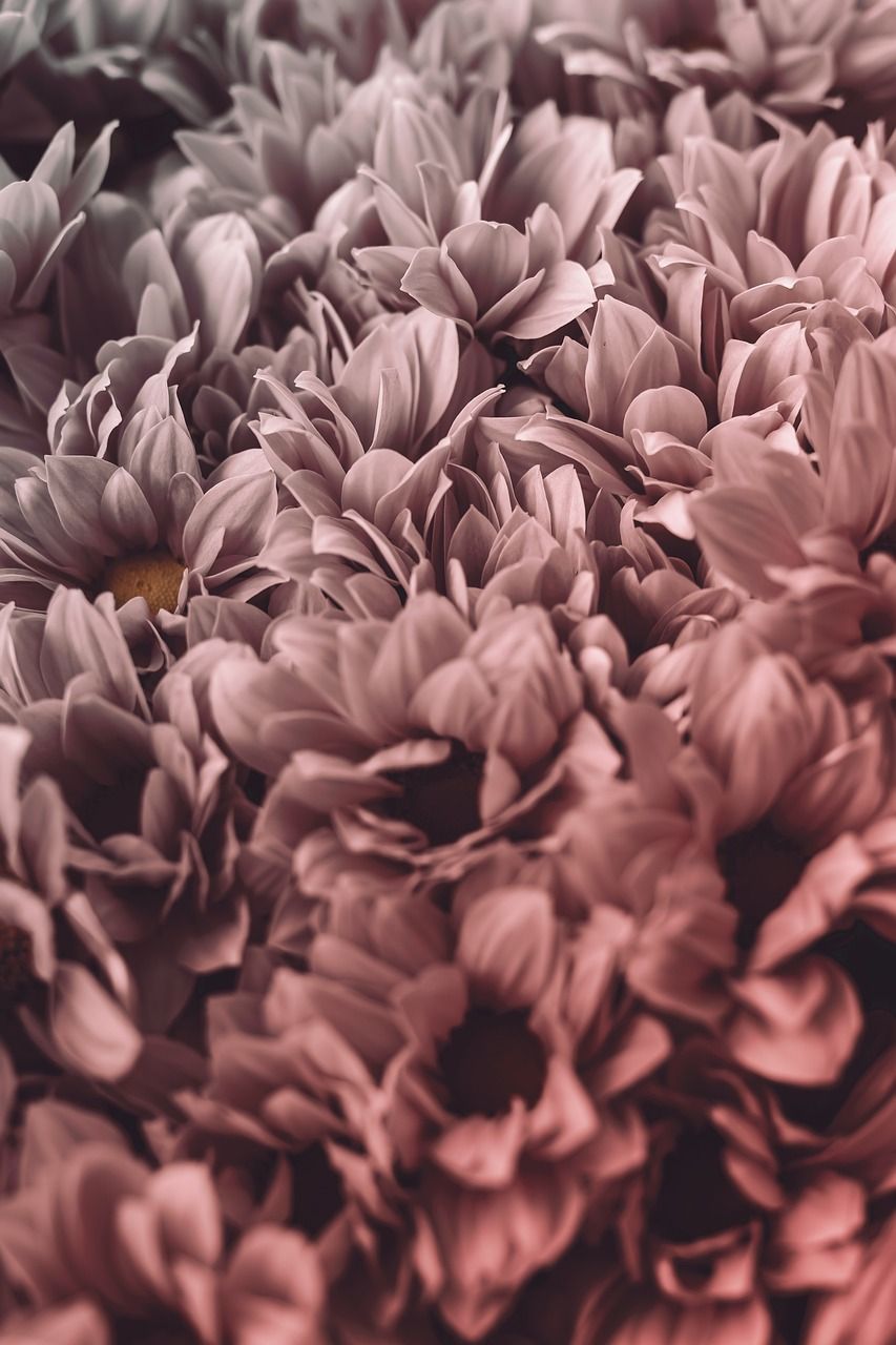 Chrysanthemen, Altrosa, Monochrom, Textur, HD, Hintergrundbild fürs Handy