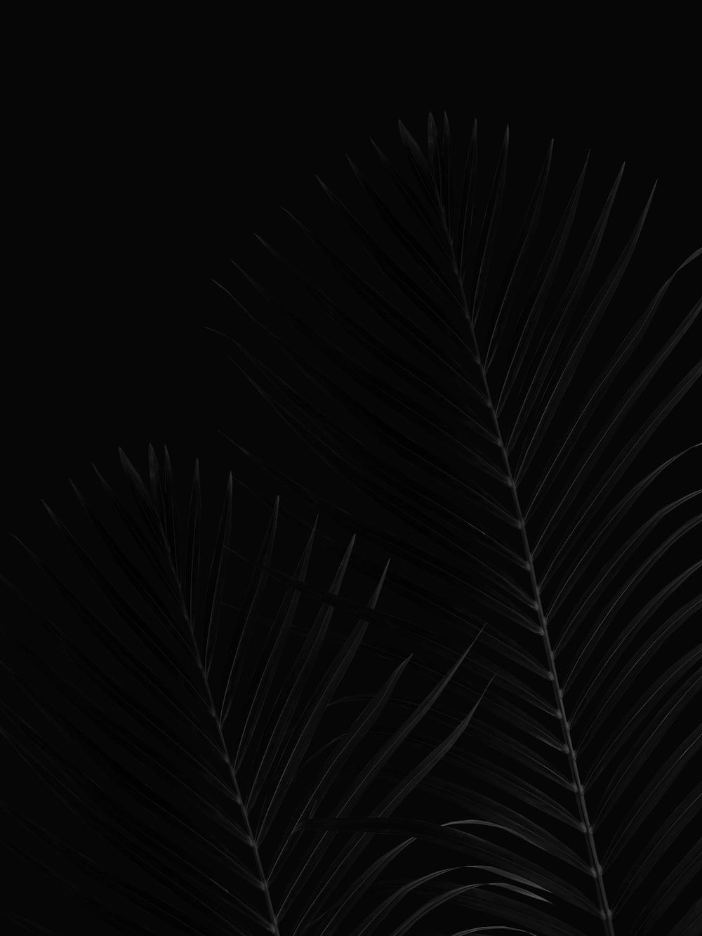 Palmblätter, Dunkel, Schwarz, Pflanze, Minimalistisch, HD, Hintergrundbild fürs Tablet