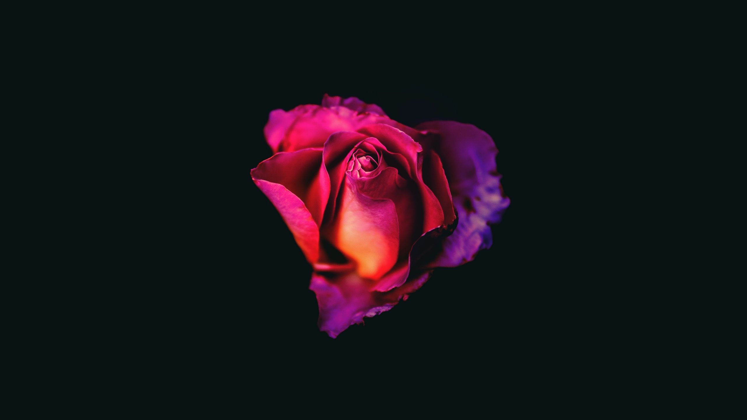 Rose, Rote Rose, Dunkler Hintergrund, Blume, Makro, 2K Wallpaper