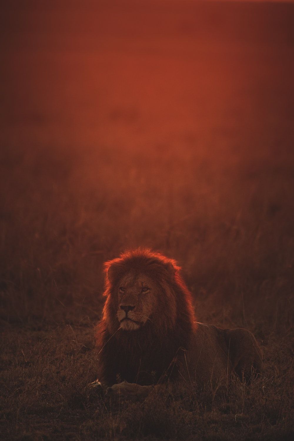 Löwe, Savanne, Abendrot, Rot, Tierfotografie, Hintergrundbild für iPhone und Android