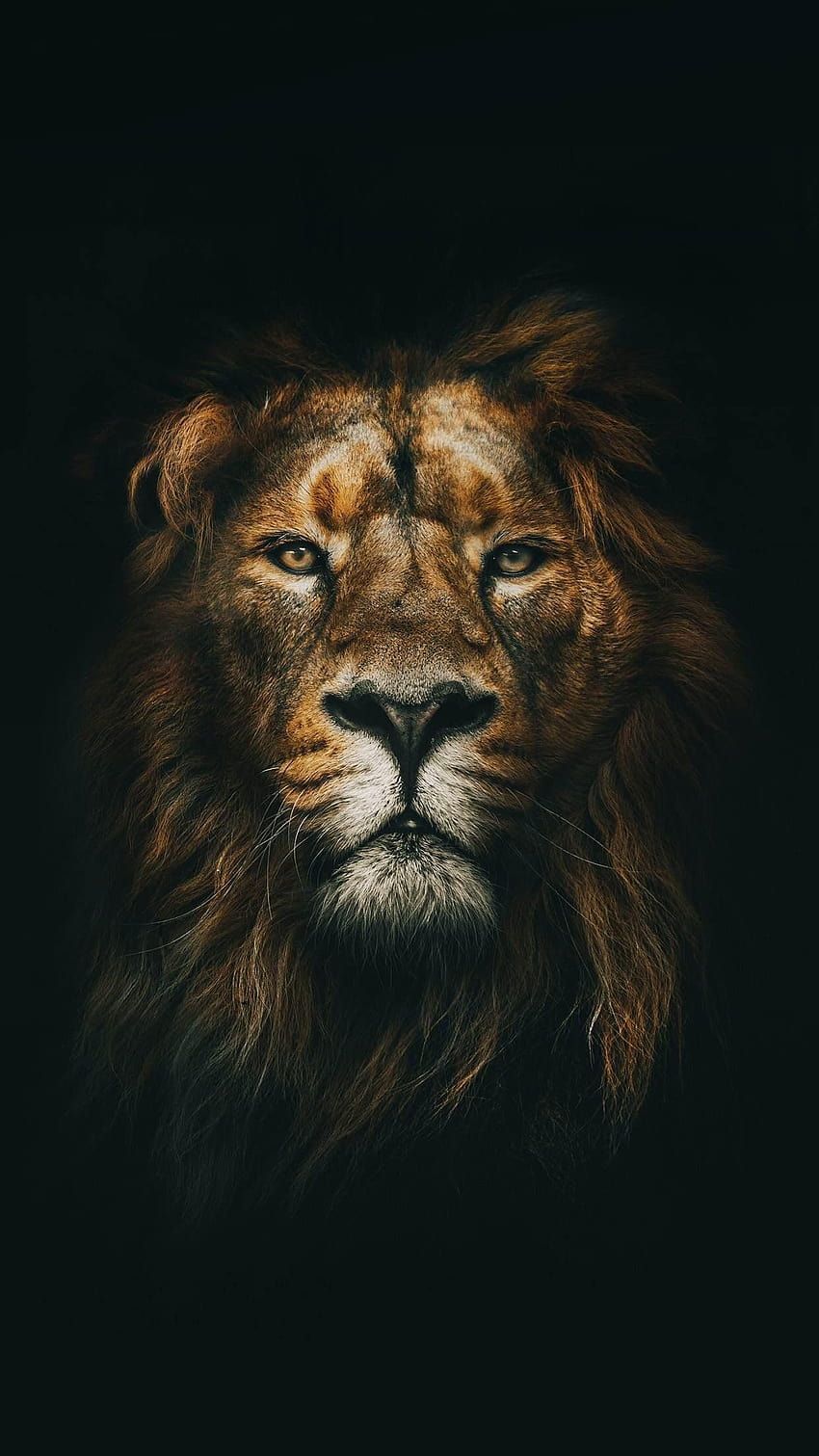 Löwe, Porträt, Frontalansicht, Schwarzer Hintergrund, Mähne, Sperrbildschirm fürs iPhone