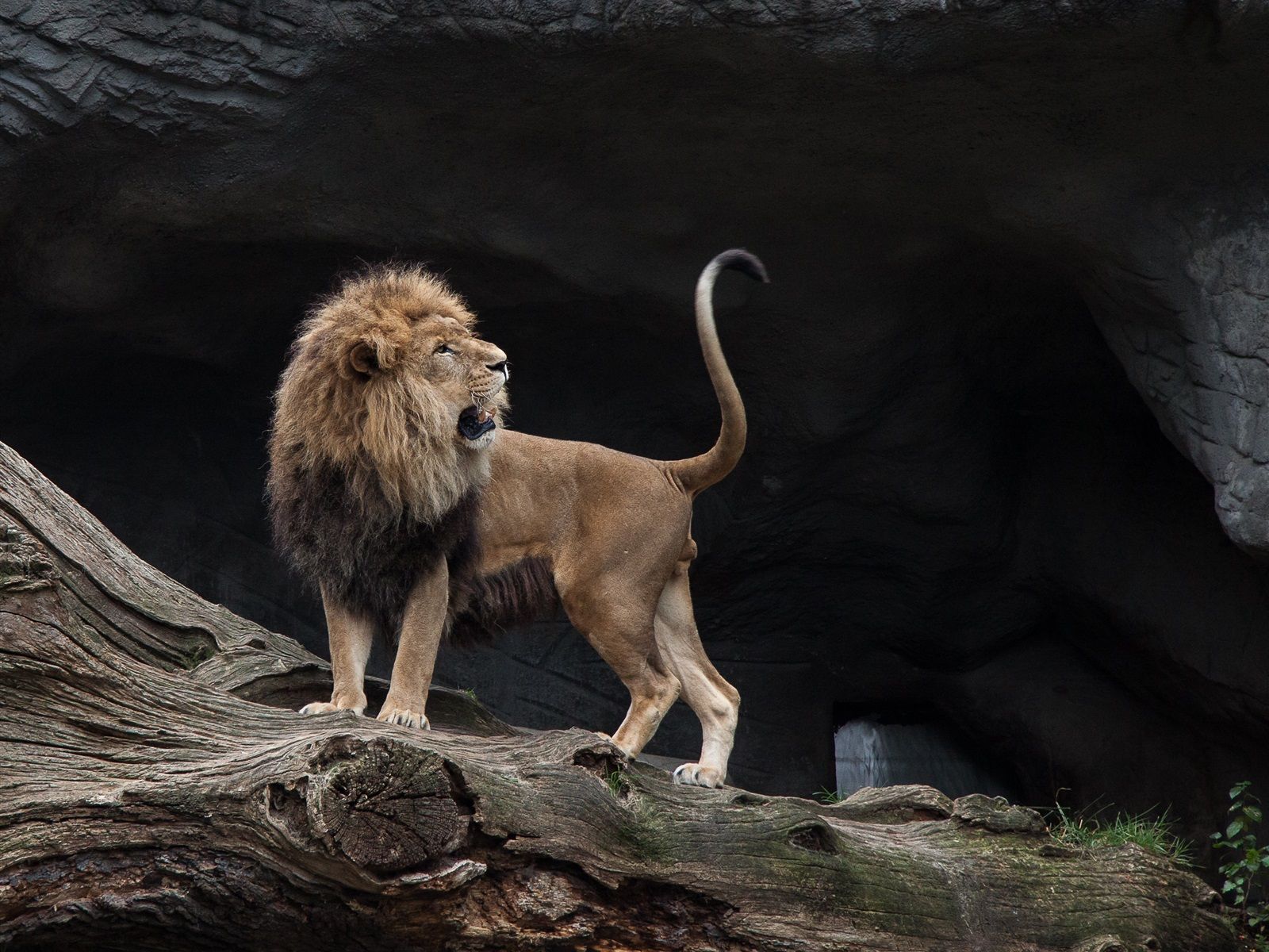 Löwe, Felsen, Höhle, Majestätisch, Tierfotografie, Hintergrundbild für iPad und Tablet