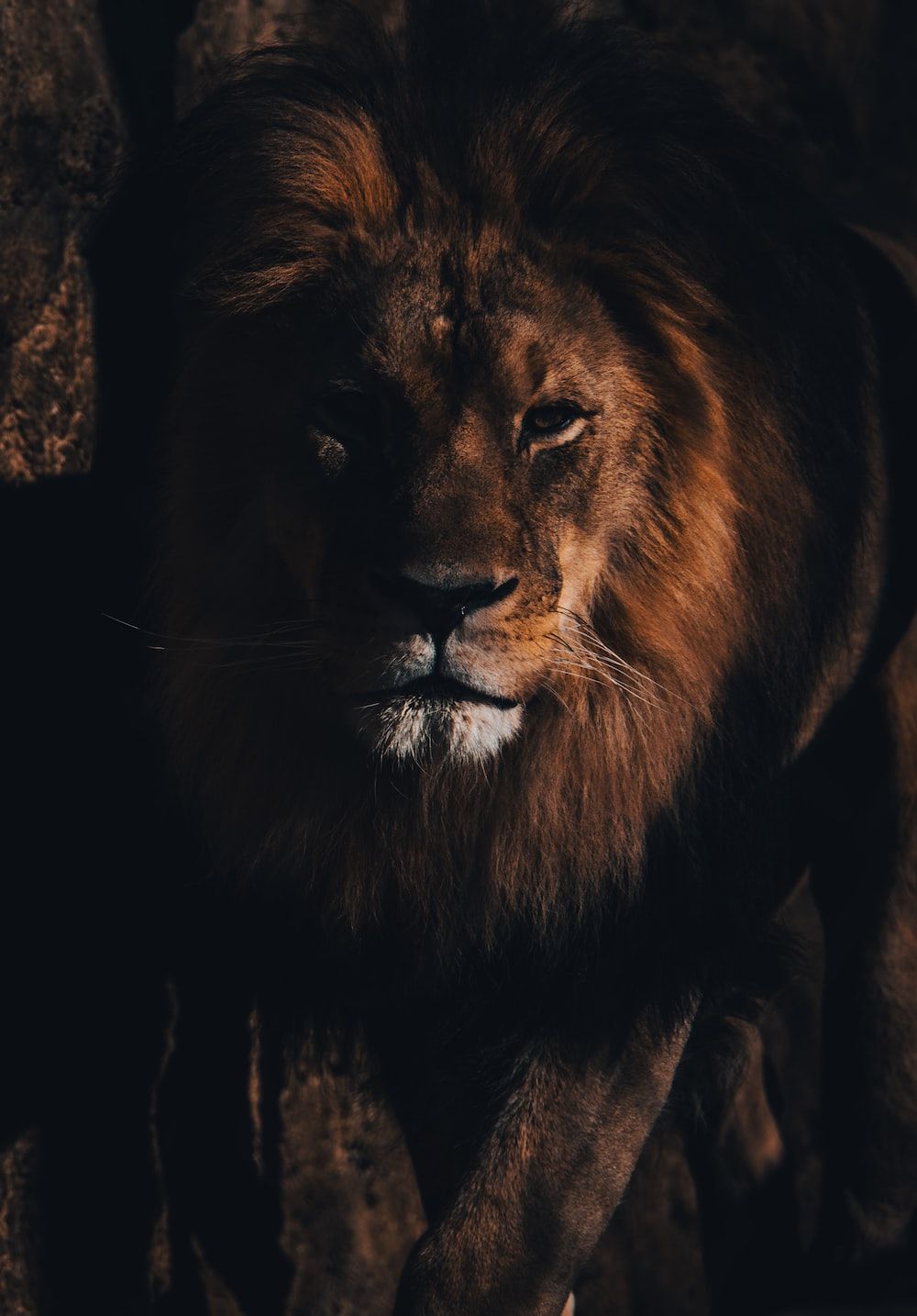 Löwe, Porträt, Dunkel, Schatten, Mähne, HD, iPad-Hintergrundbild