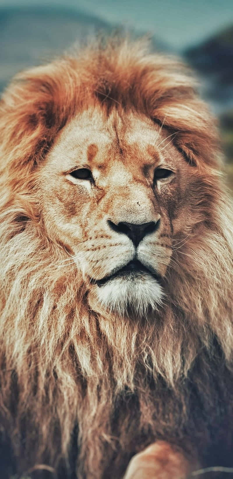 Löwe, Porträt, Mähne, Frontalansicht, Tierfotografie, HD, Sperrbildschirm fürs iPhone