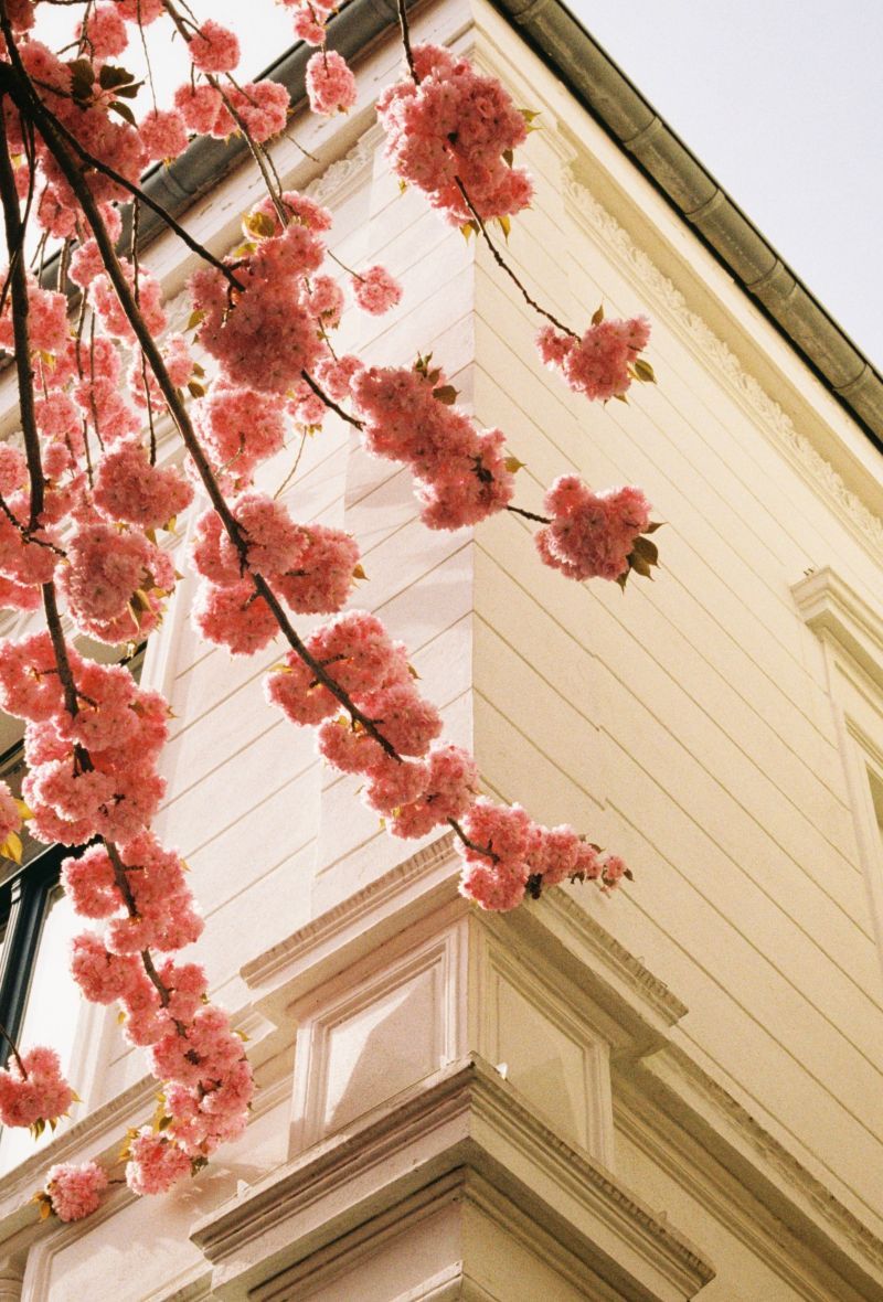 Kirschblüte, Altbau, Fassade, Frühling, Hochformat, Hintergrundbild für iPad und Tablet