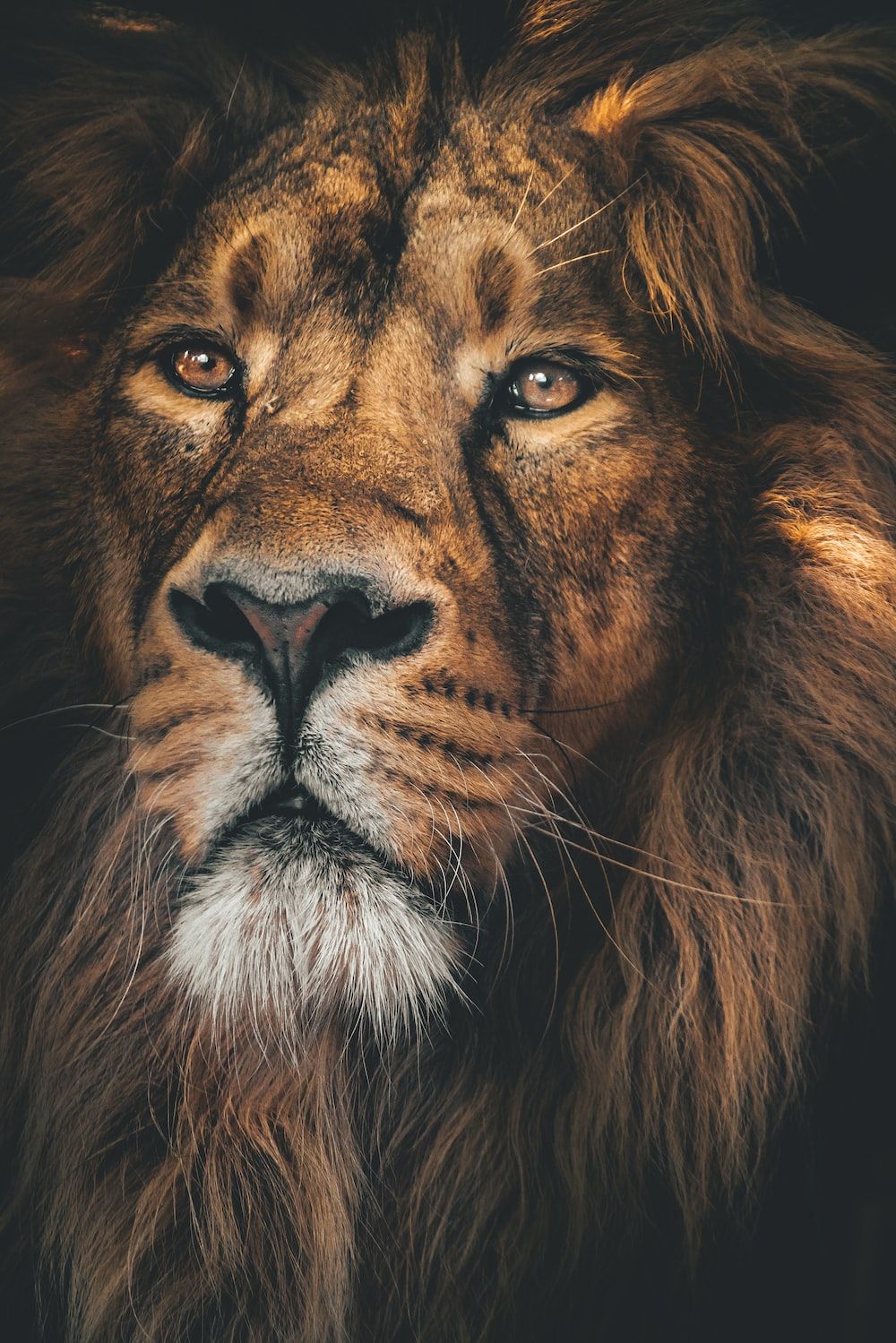 Löwe, Porträt, Bernsteinaugen, Dunkler Hintergrund, Mähne, HD Wallpaper
