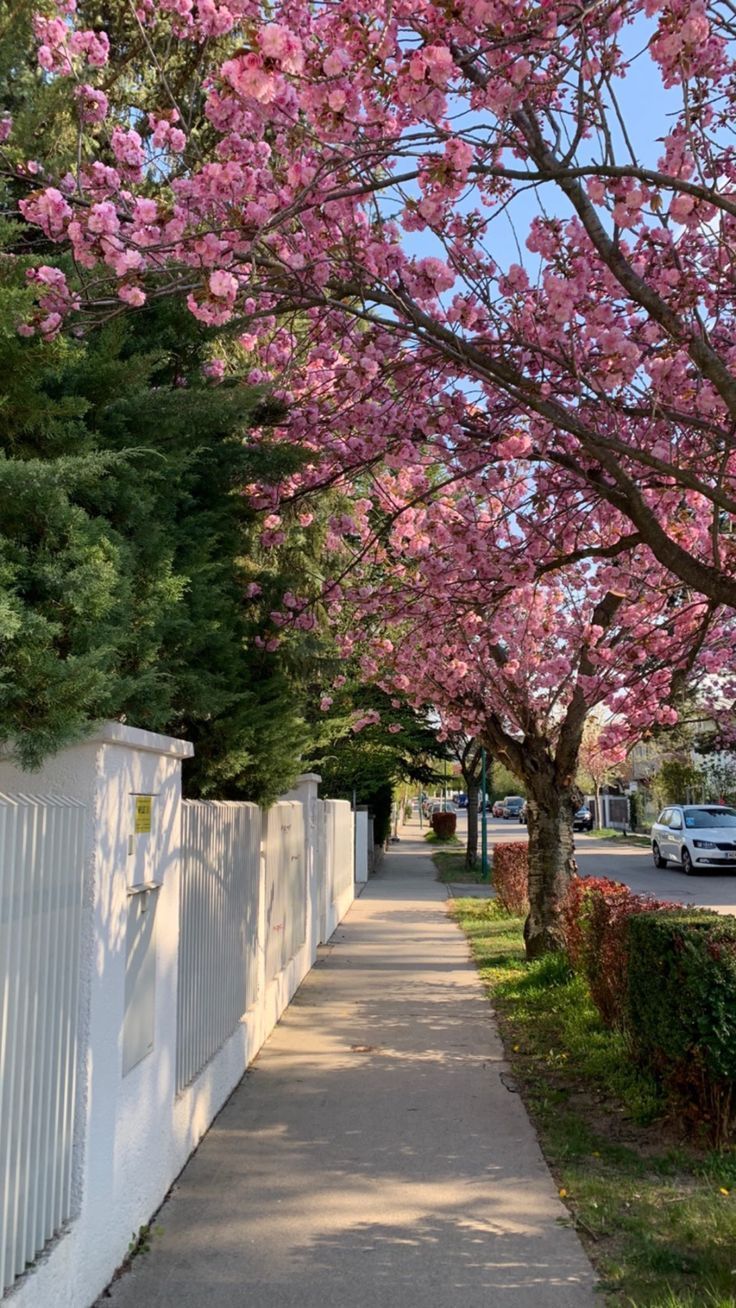 Kirschblüten, Gehweg, Weißer Zaun, Frühling, Allee, HD, Sperrbildschirm fürs iPhone