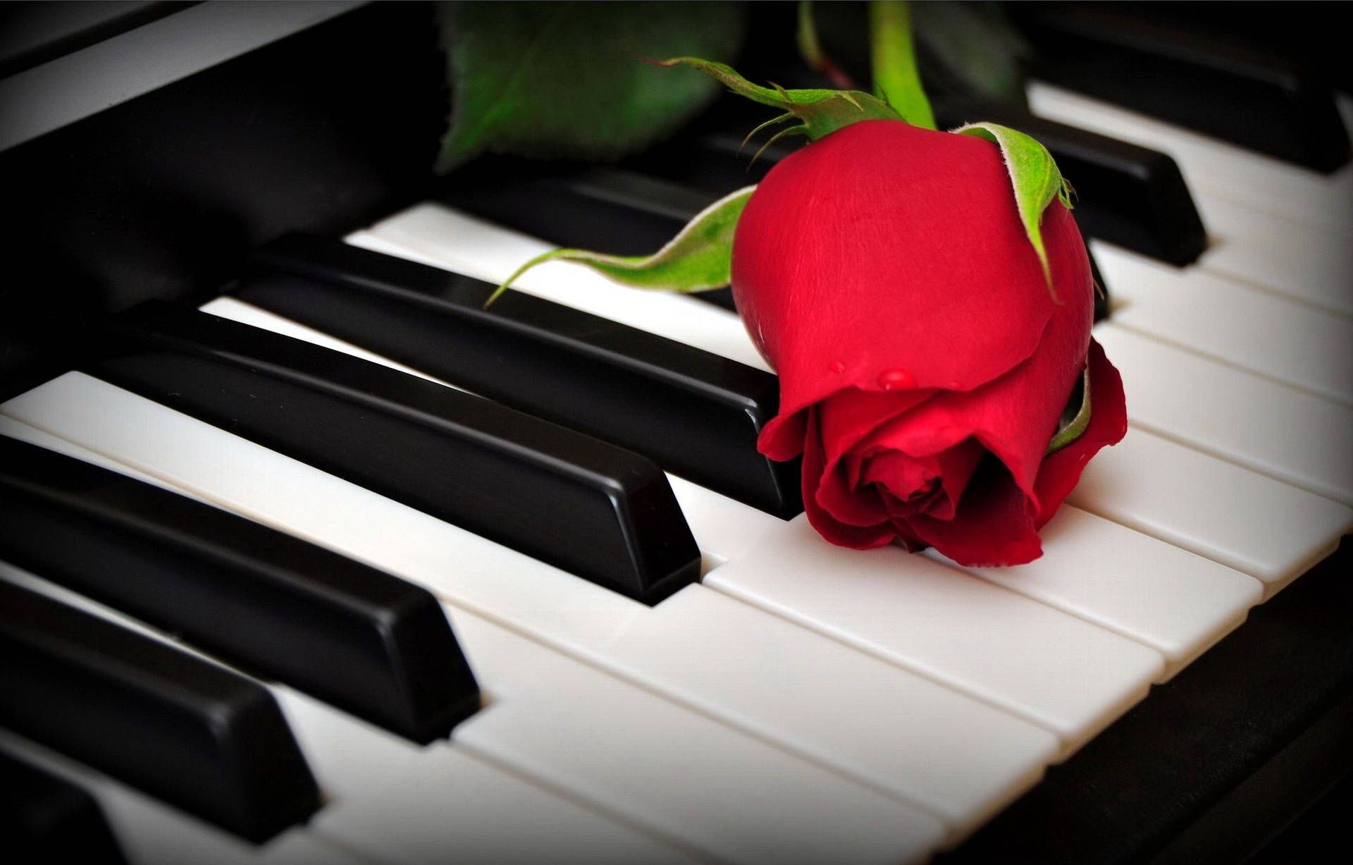 Rote Rose, Klaviertasten, Nahaufnahme, Romantisch, Full HD, Desktop-Hintergrund für Windows