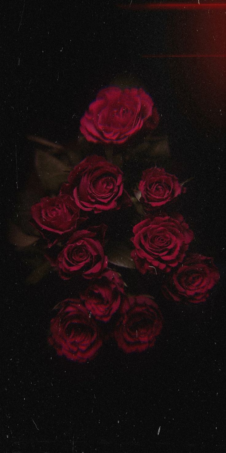 Rote Rosen, Dunkler Hintergrund, Düster, HD, Sperrbildschirm fürs iPhone