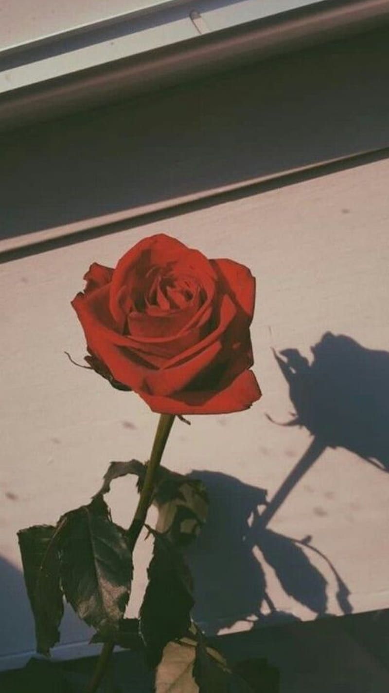 Rote Rose, Schatten, Sonnenlicht, Wand, HD, Hintergrundbild fürs Handy