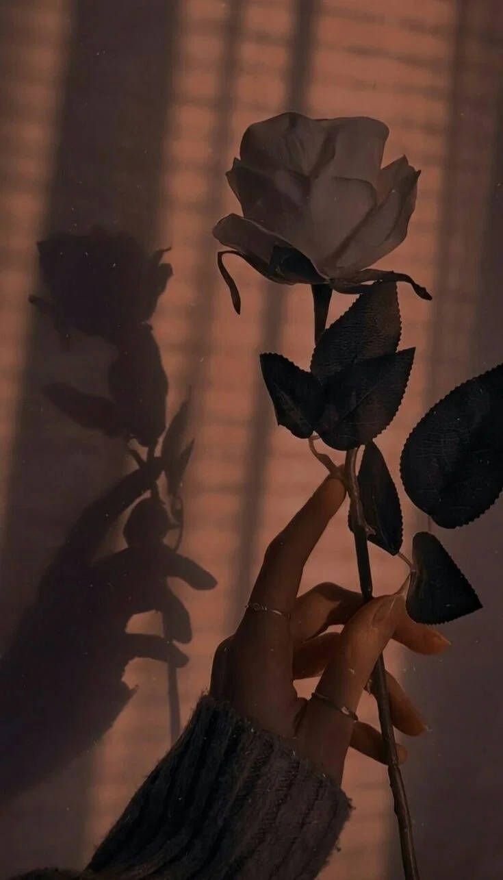 Rose, Hand, Schatten, Sepia, Gegenlicht, Hochformat, Hintergrundbild fürs Smartphone