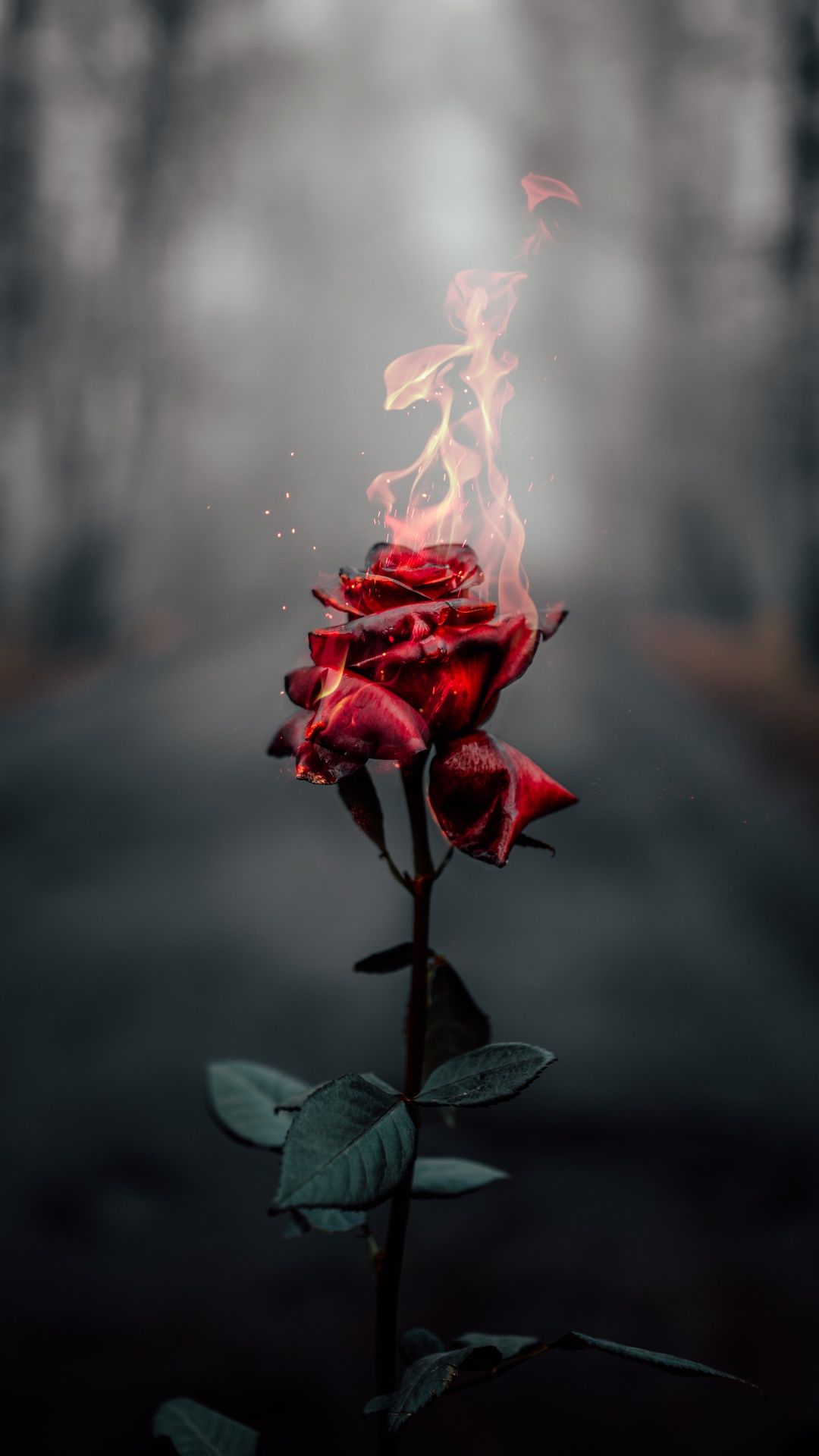 Brennende Rose, Rote Rose, Feuer, Nebel, Full HD, Handy-Hintergrund im Hochformat