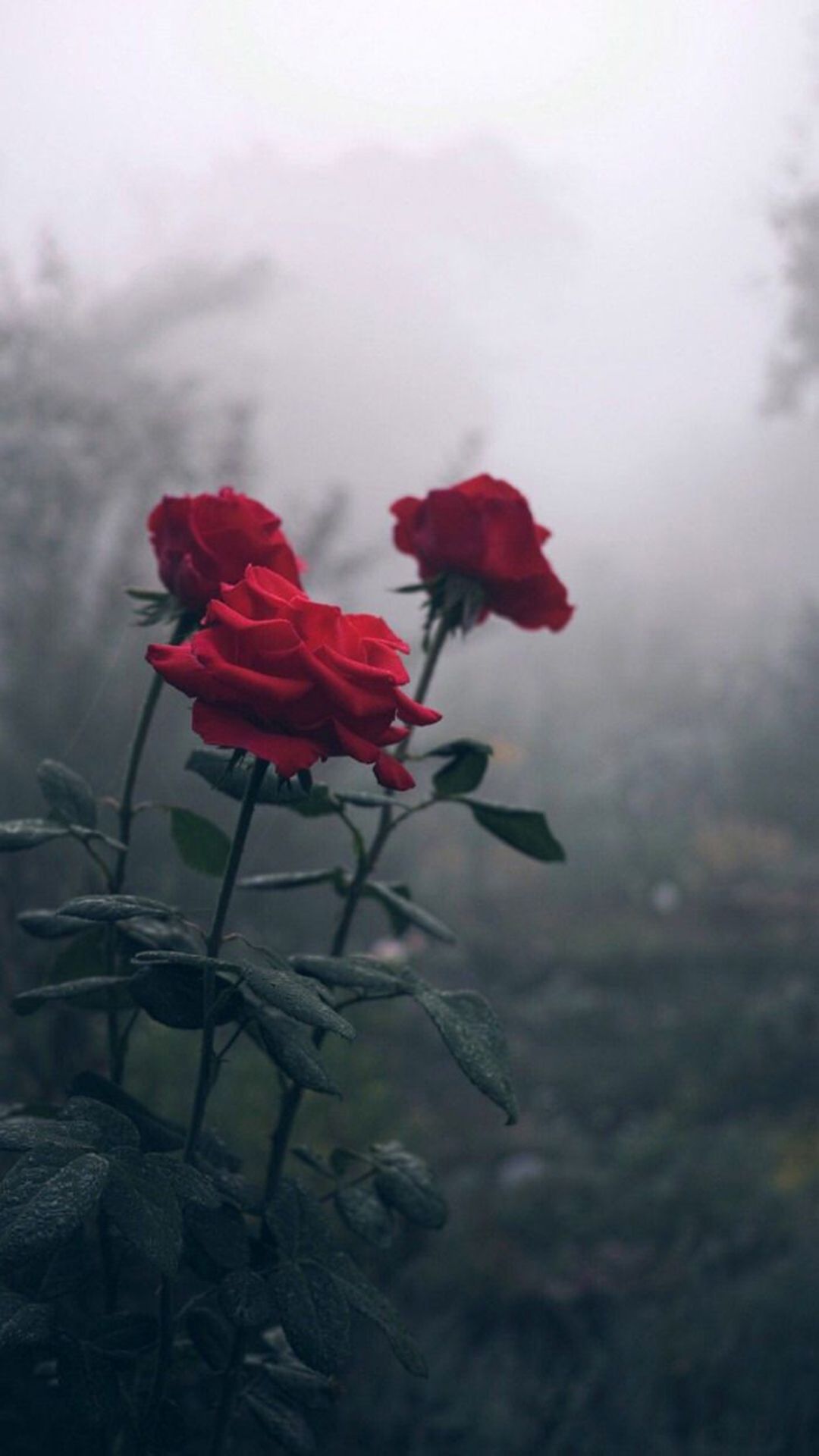 Rote Rosen, Nebel, Garten, Düster, Full HD, Hintergrundbild fürs Handy