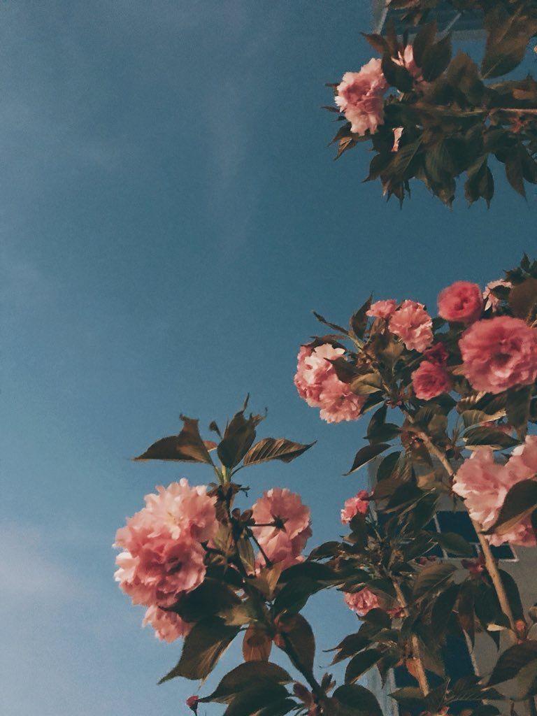 Rosa Rosen, Rosenstrauch, Blauer Himmel, Froschperspektive, Hintergrundbild fürs Tablet