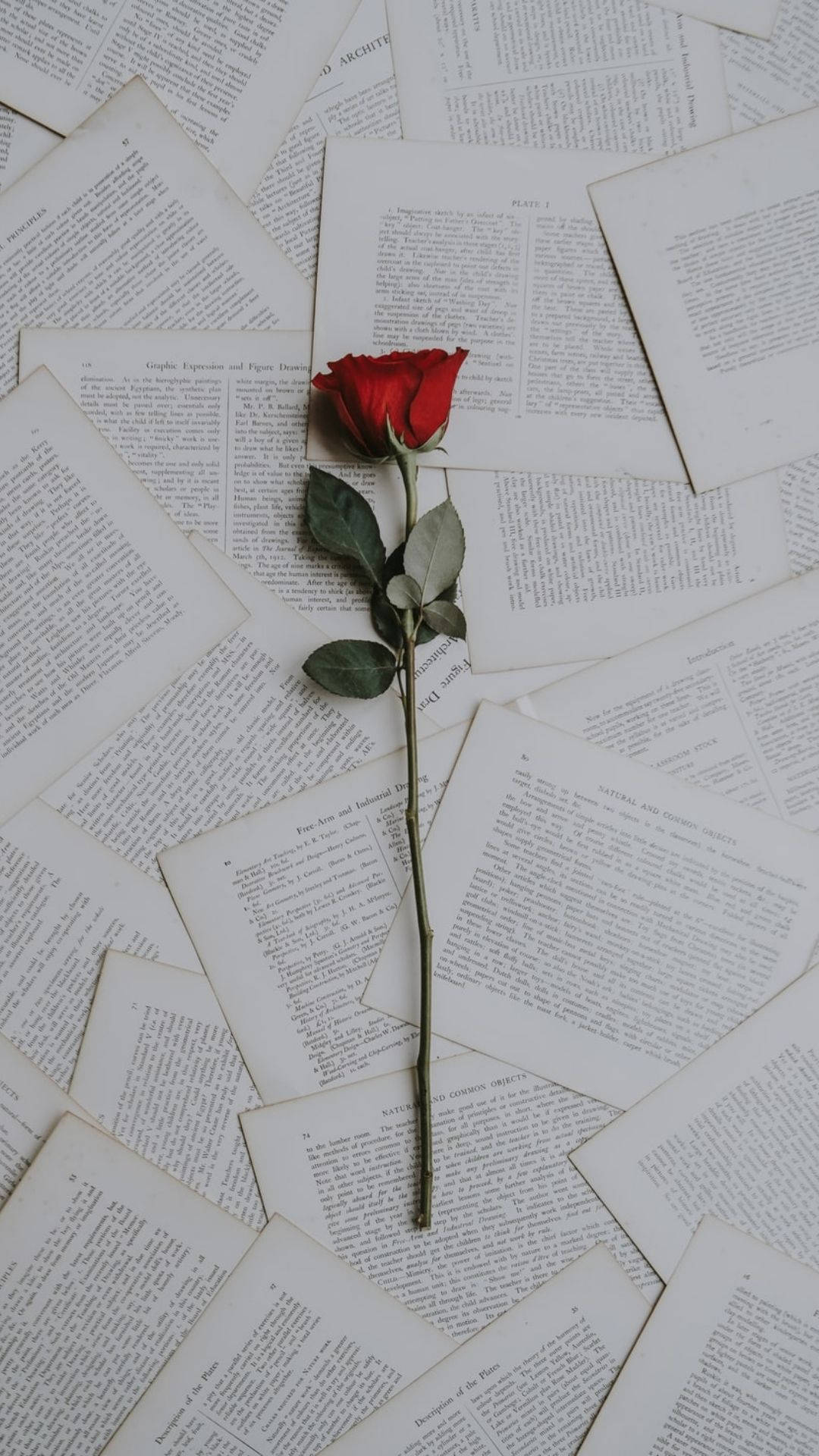 Rote Rose, Buchseiten, Papier, Romantisch, Hintergrundbild für iPhone und Android