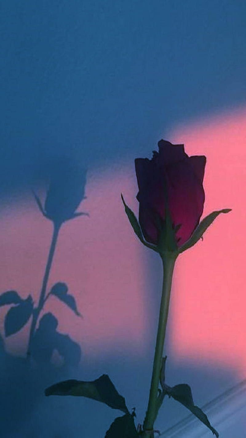 Rote Rose, Schatten, Blau-Rosa, Licht, HD, Sperrbildschirm fürs iPhone