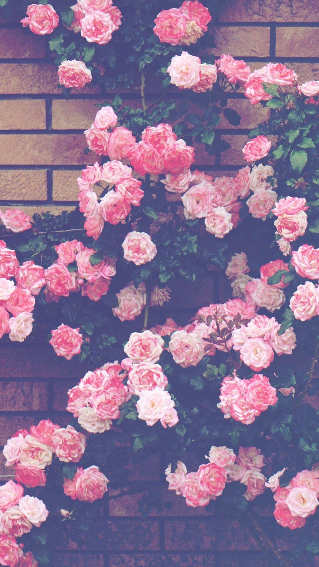 Kletterrosen, Backsteinmauer, Rosa Blüten, Full HD, Sperrbildschirm fürs iPhone