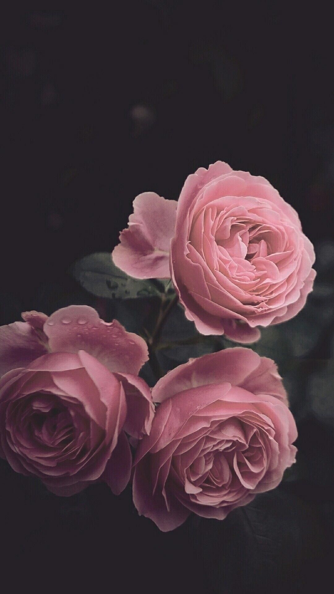 Rosa Rosen, Dunkler Hintergrund, Nahaufnahme, Full HD, Sperrbildschirm fürs iPhone