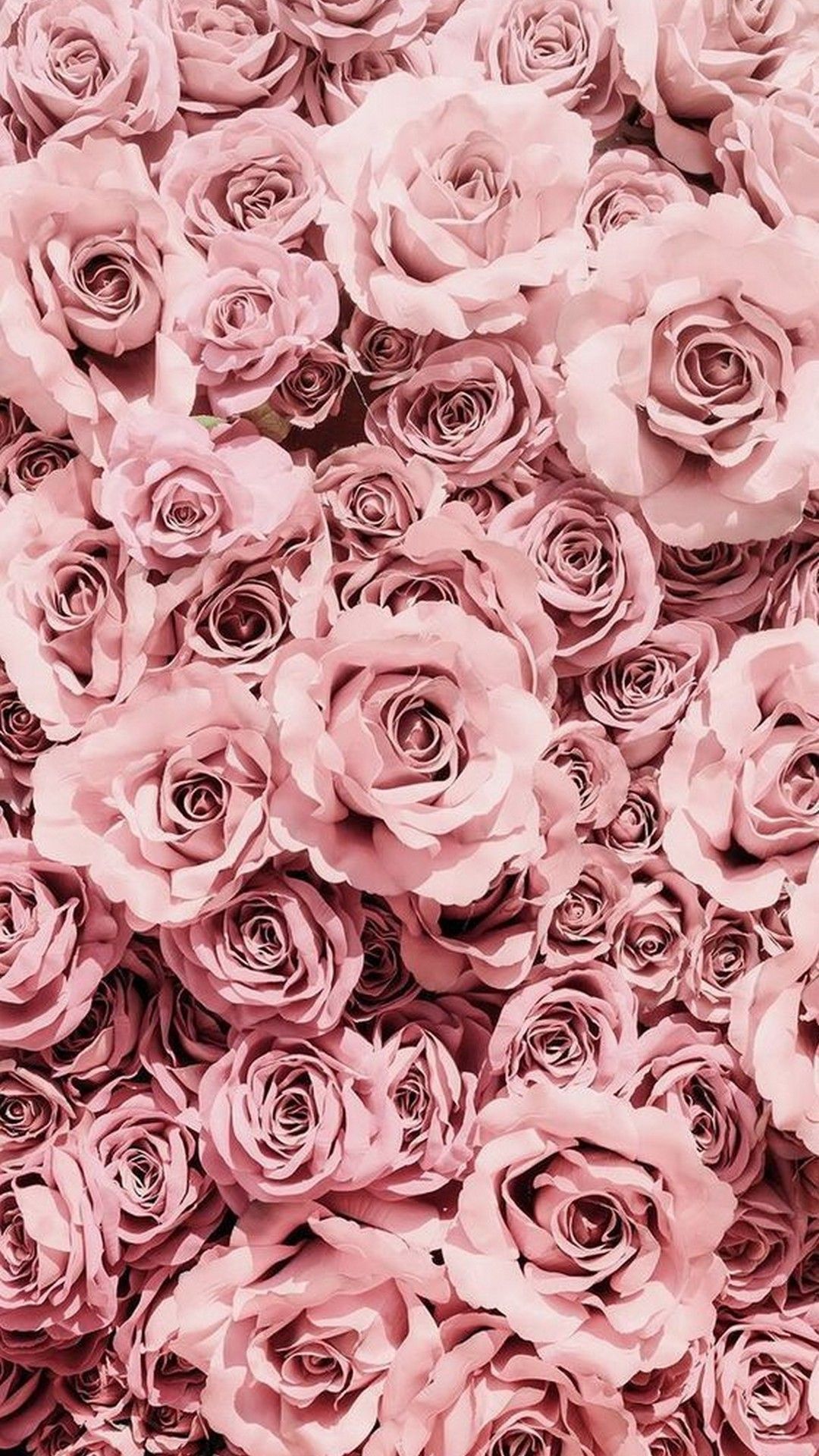 Rosenmeer, Altrosa, Draufsicht, Blüten, Full HD, Hintergrundbild fürs Handy