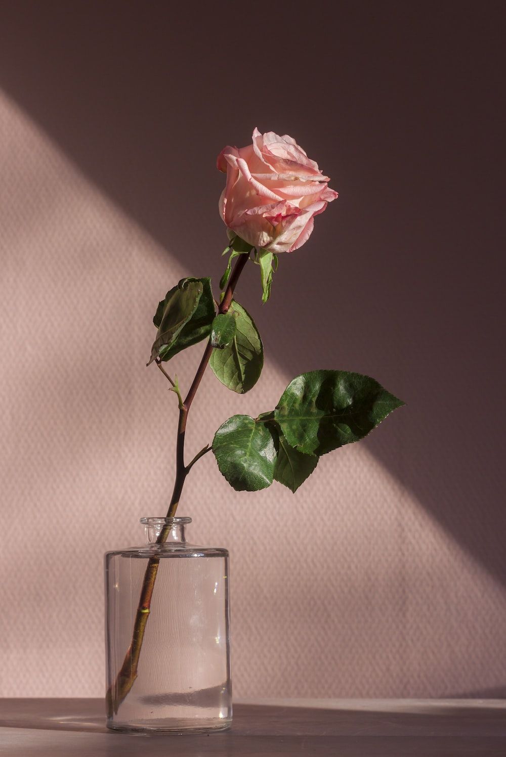 Rosa Rose, Glasvase, Schatten, Stillleben, HD, iPad-Hintergrundbild