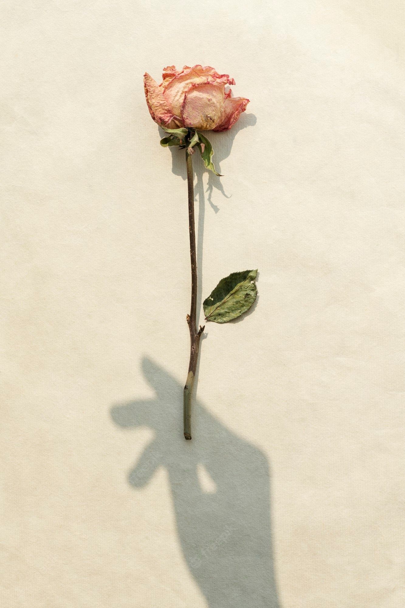 Rose, Schatten, Hand, Beige, Minimalismus, Hintergrundbild für iPhone und Android