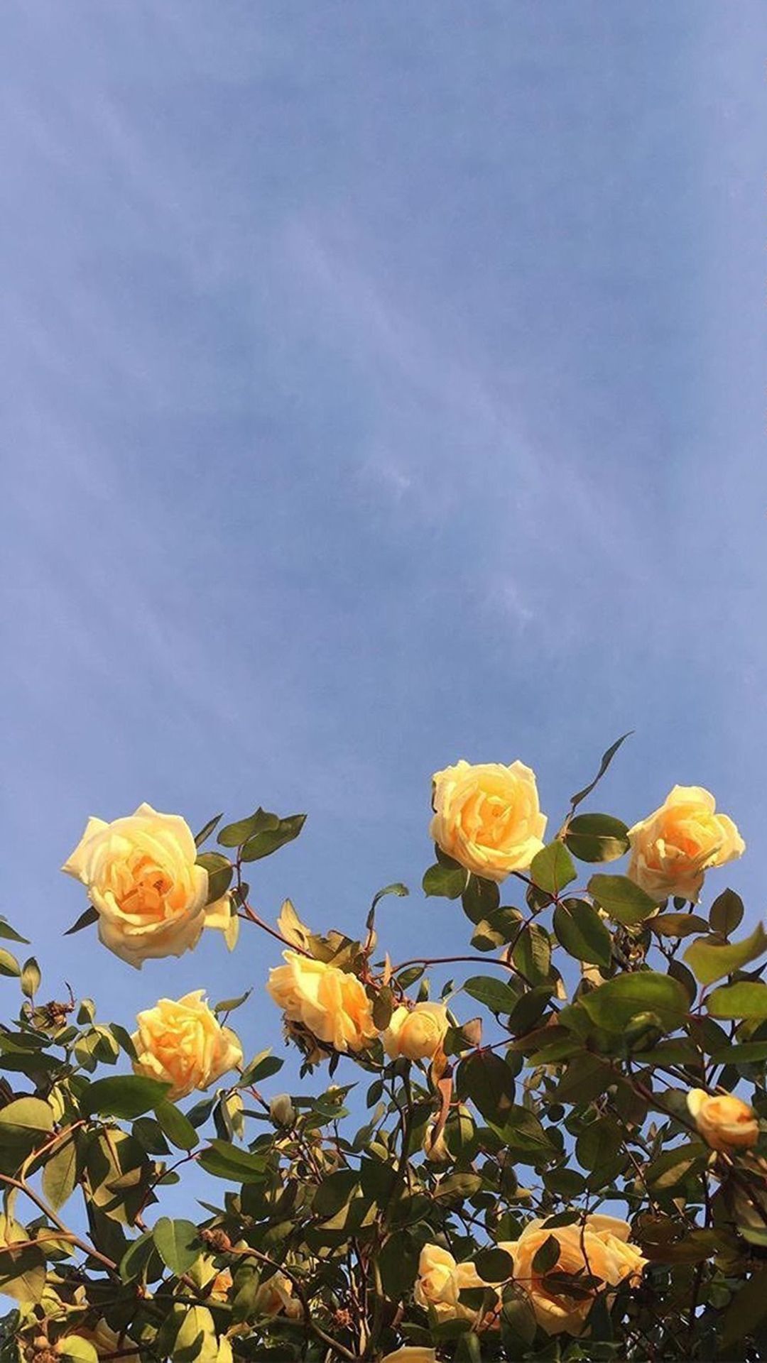Gelbe Rosen, Blauer Himmel, Rosenstrauch, Froschperspektive, 1080x1920, Handy-Hintergrund