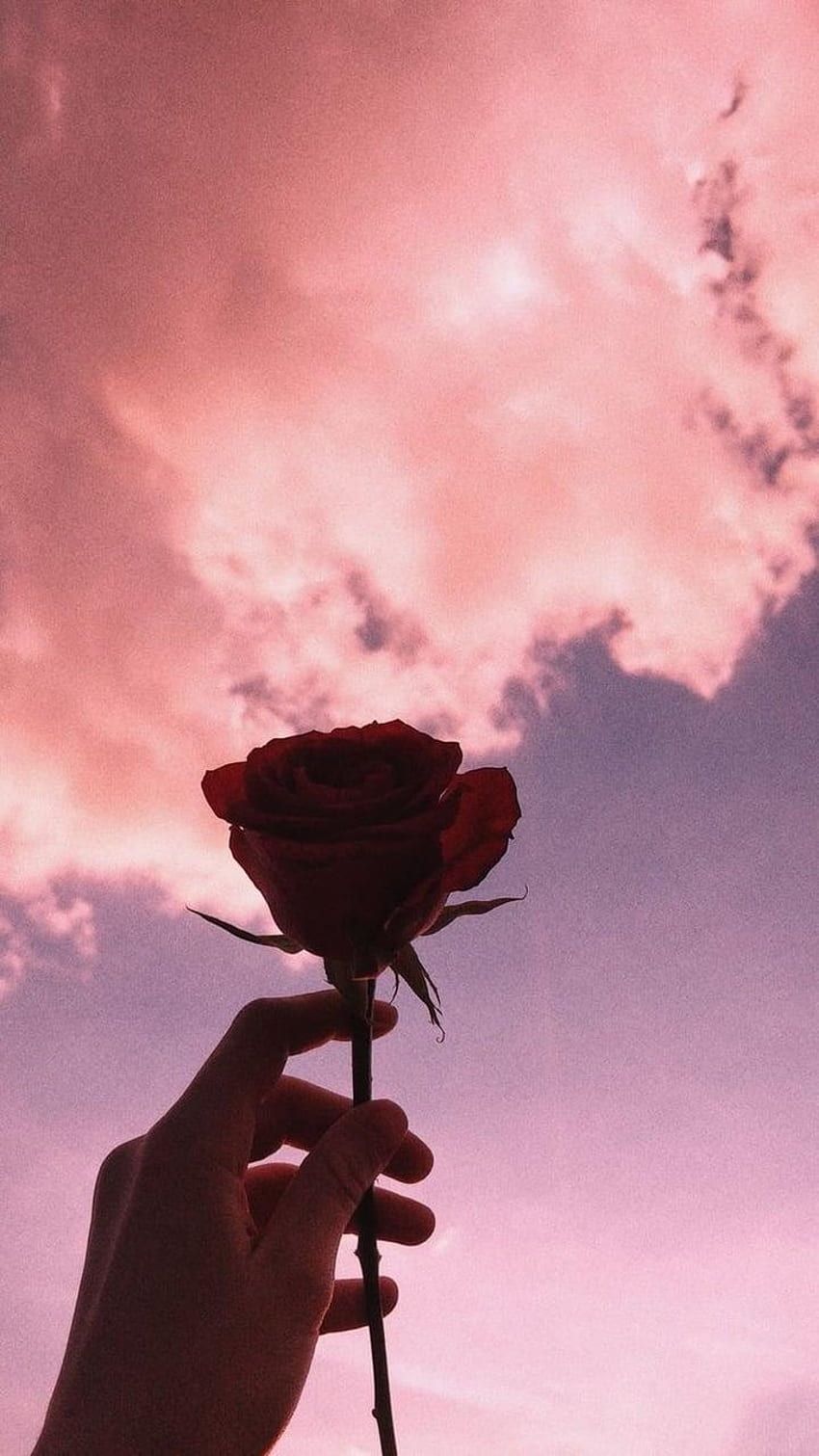 Rote Rose, Hand, Rosa Himmel, Wolken, Silhouette, HD, Handy-Hintergrund im Hochformat
