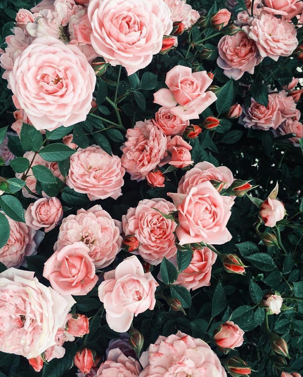 Rosa Rosen, Rosenstrauch, Blütenfülle, Garten, HD, Hintergrundbild fürs Tablet
