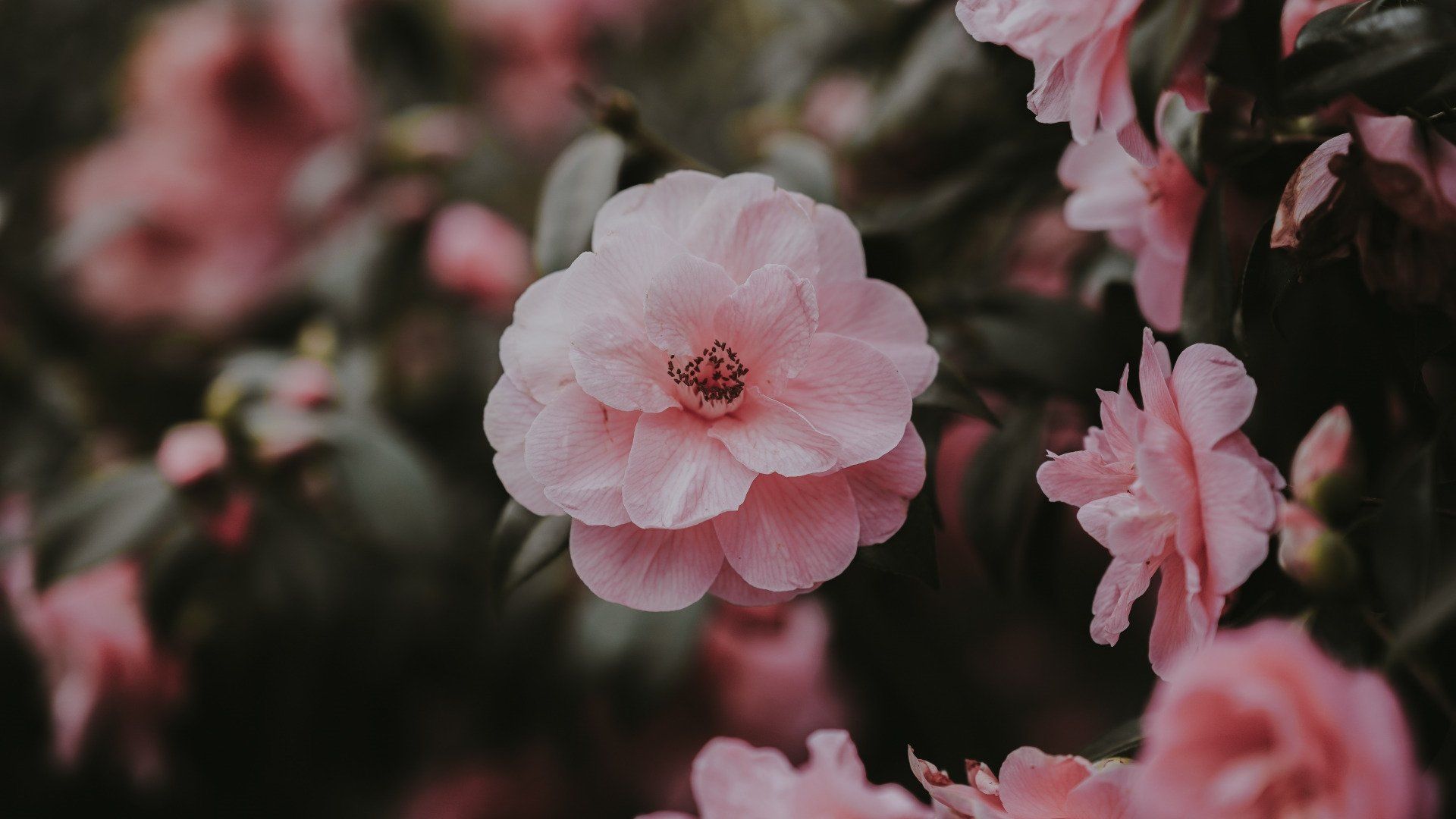 Kamelie, Rosa Blüten, Nahaufnahme, Strauch, Full HD, Desktop-Hintergrund für Windows