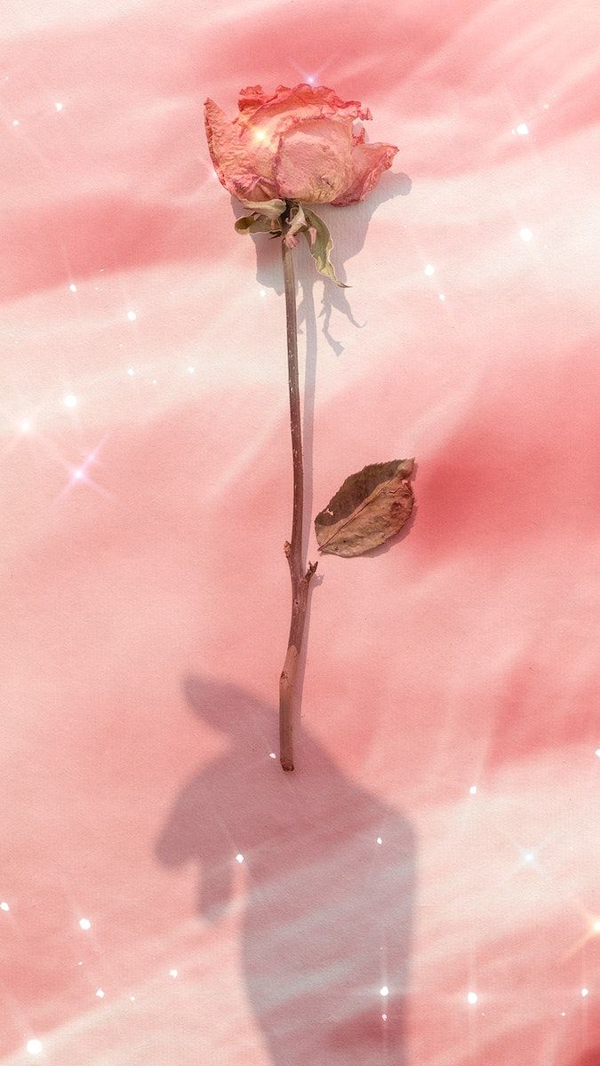 Rose, Schatten, Pfirsich, Glitzer, Minimalismus, Hochformat, Hintergrundbild fürs Smartphone