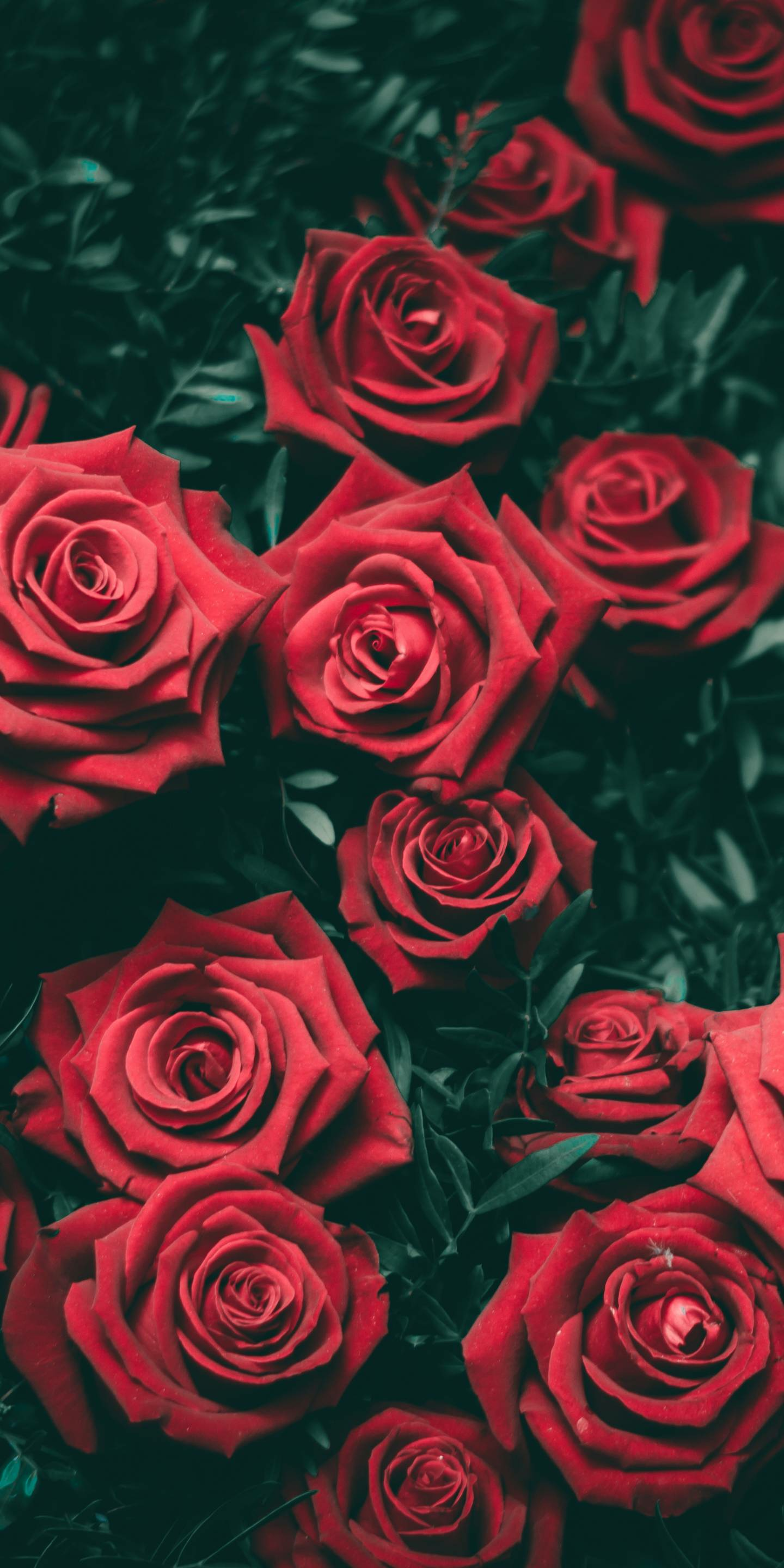 Rote Rosen, Rosenstrauch, Dunkelgrün, QHD+, Sperrbildschirm fürs iPhone