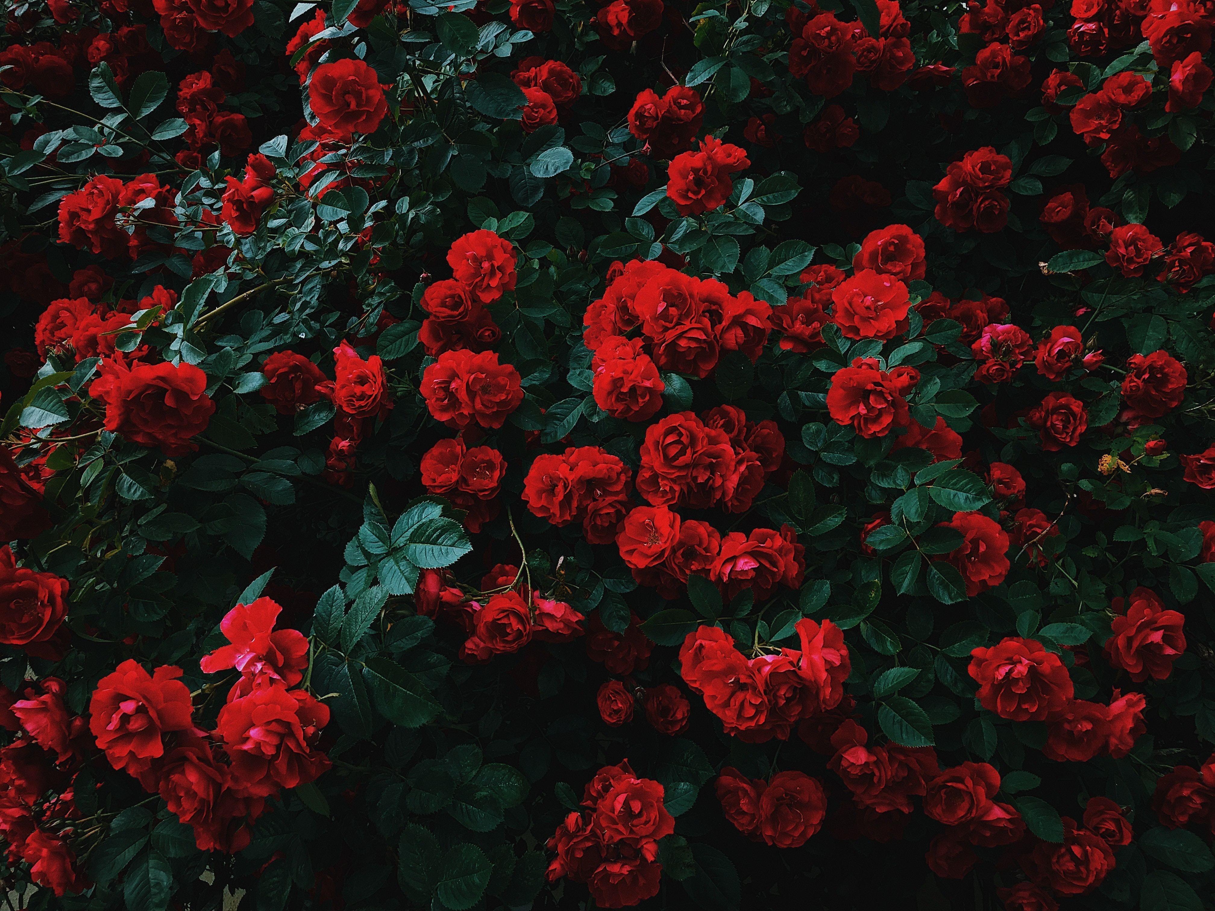 Rote Rosen, Rosenstrauch, Blütenmeer, Garten, 4K, iPad-Hintergrundbild
