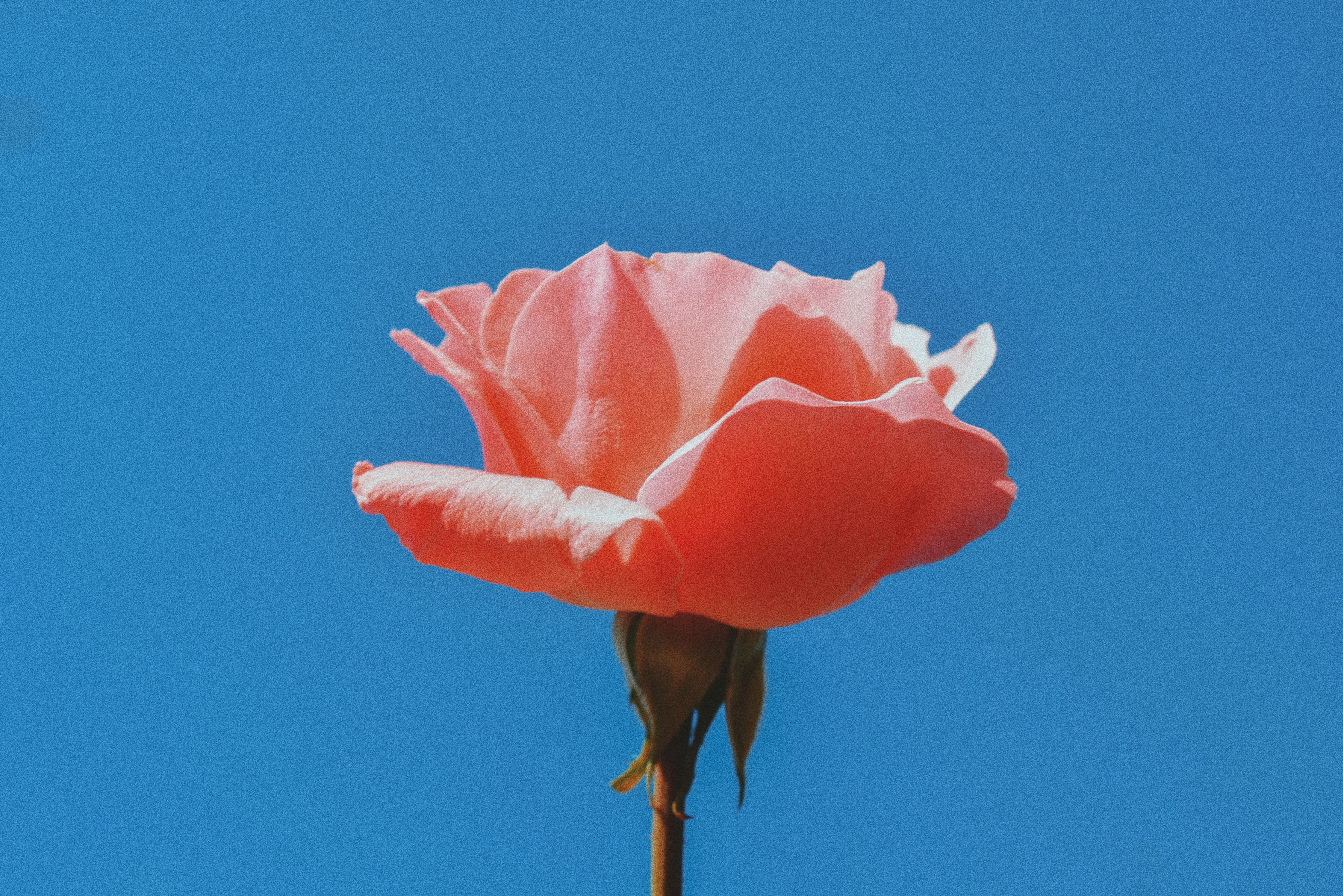Rose, Blauer Himmel, Lachsfarben, Minimalismus, 4K, Hintergrund für den Desktop
