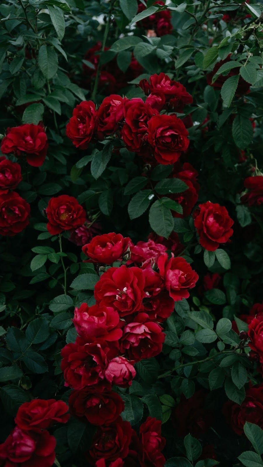 Rote Rosen, Rosenhecke, Dunkelgrün, HD, Hintergrundbild fürs Handy