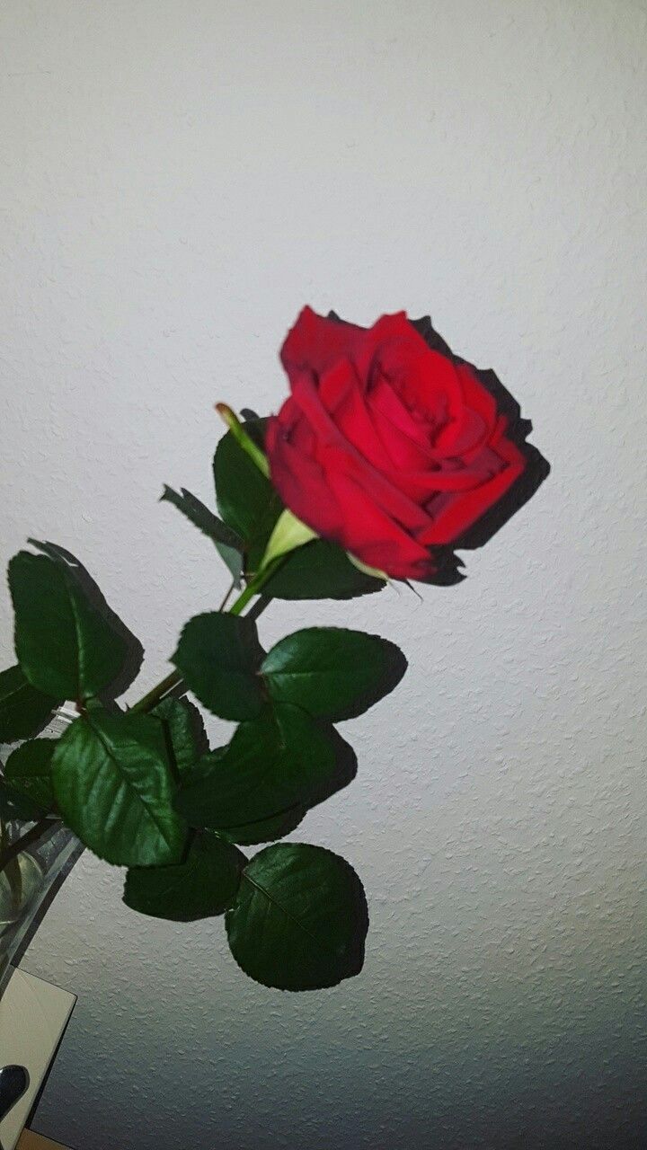 Rote Rose, Grauer Hintergrund, Minimalismus, HD, Sperrbildschirm fürs iPhone