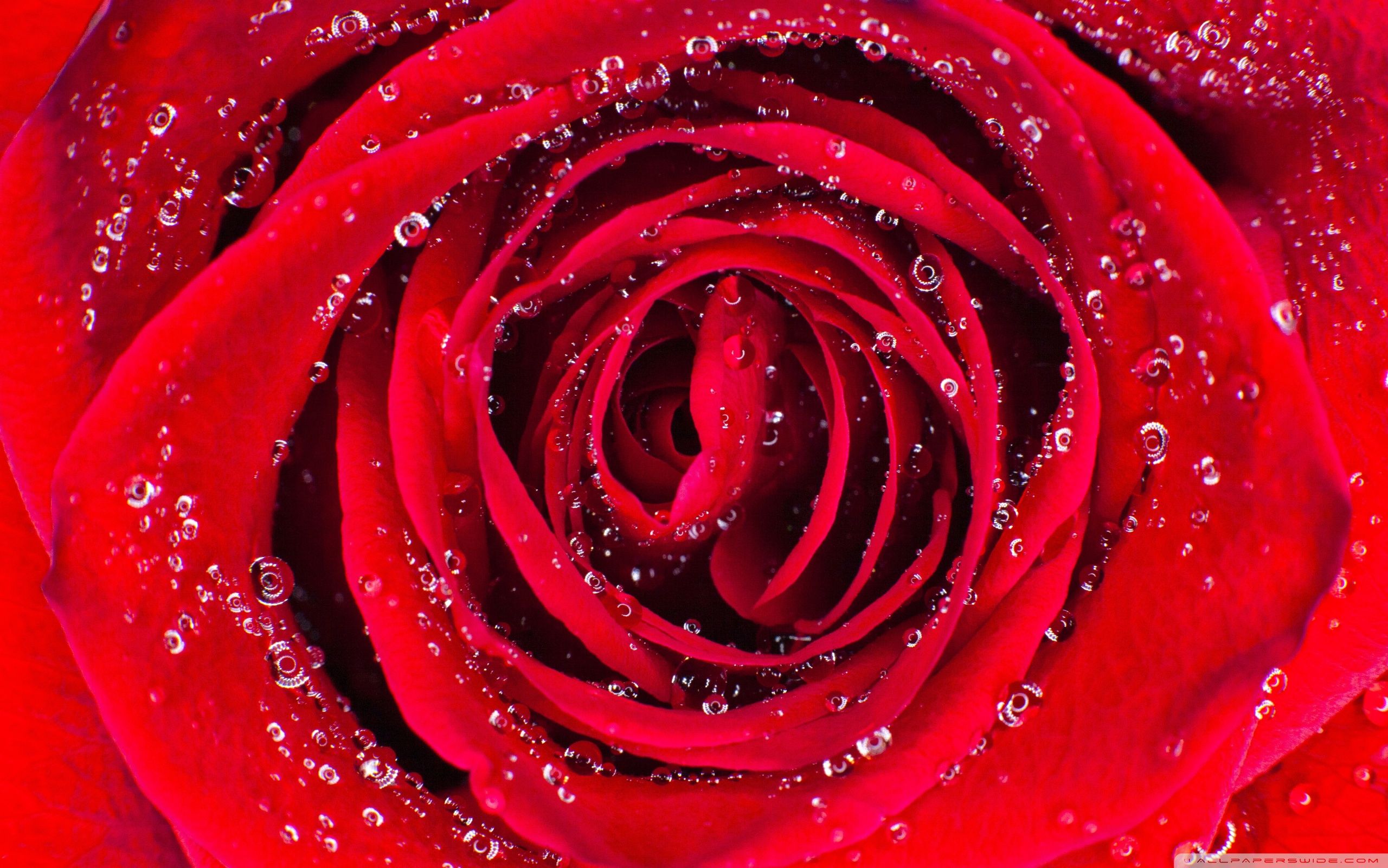 Rote Rose, Wassertropfen, Makro, Blütenblätter, 16:10, 2K-Hintergrundbild für den Desktop