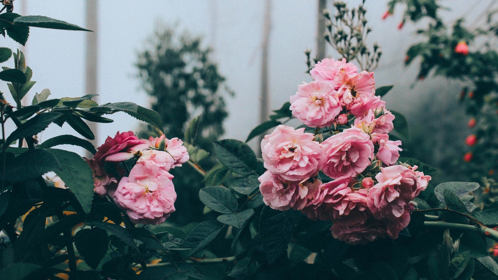 Rosa Rosen, Rosenstrauch, Garten, Gewächshaus, Full HD 1080p, Desktop-Hintergrundbild