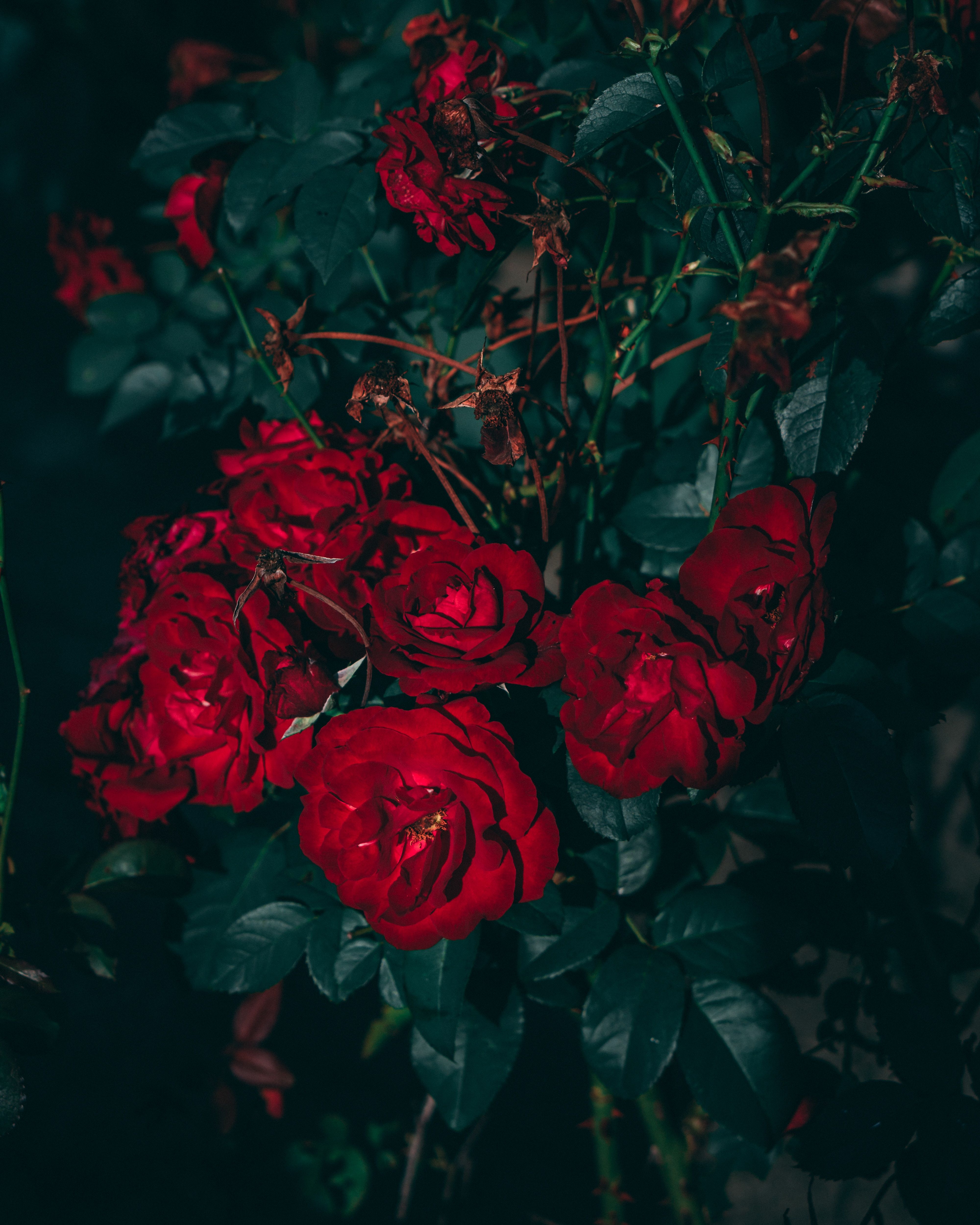 Rote Rosen, Rosenstrauch, Dunkel, QHD+, iPad-Hintergrundbild