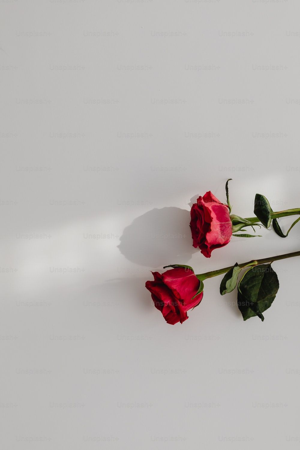 Rote Rosen, Weißer Hintergrund, Schatten, Minimalismus, HD, Sperrbildschirm fürs iPhone