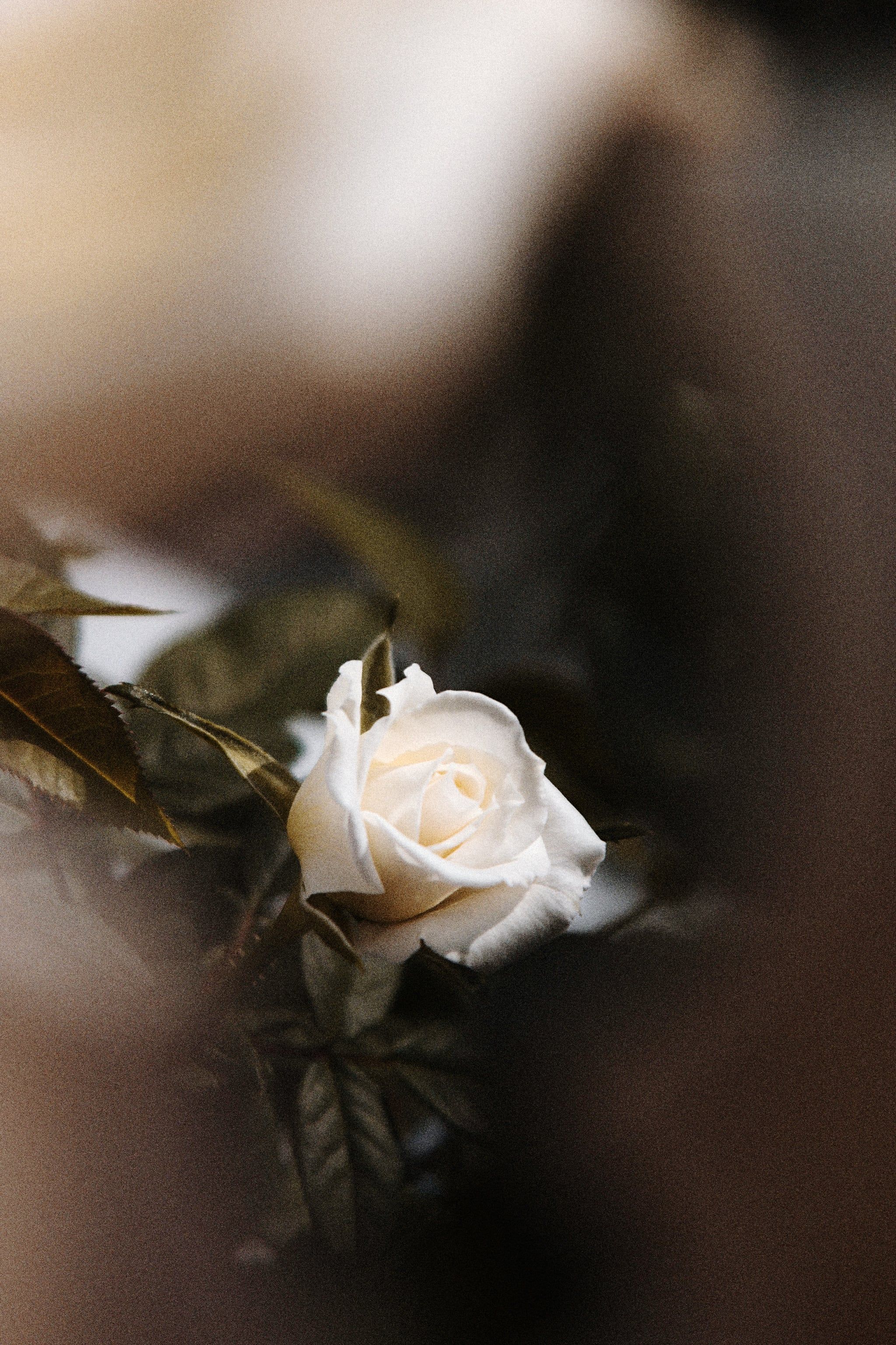 Weiße Rose, Bokeh, Braun, Nahaufnahme, QHD+, Handy-Hintergrund im Hochformat