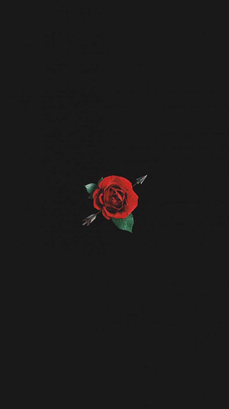 Rote Rose, Schwarzer Hintergrund, Minimalismus, HD, Sperrbildschirm fürs iPhone